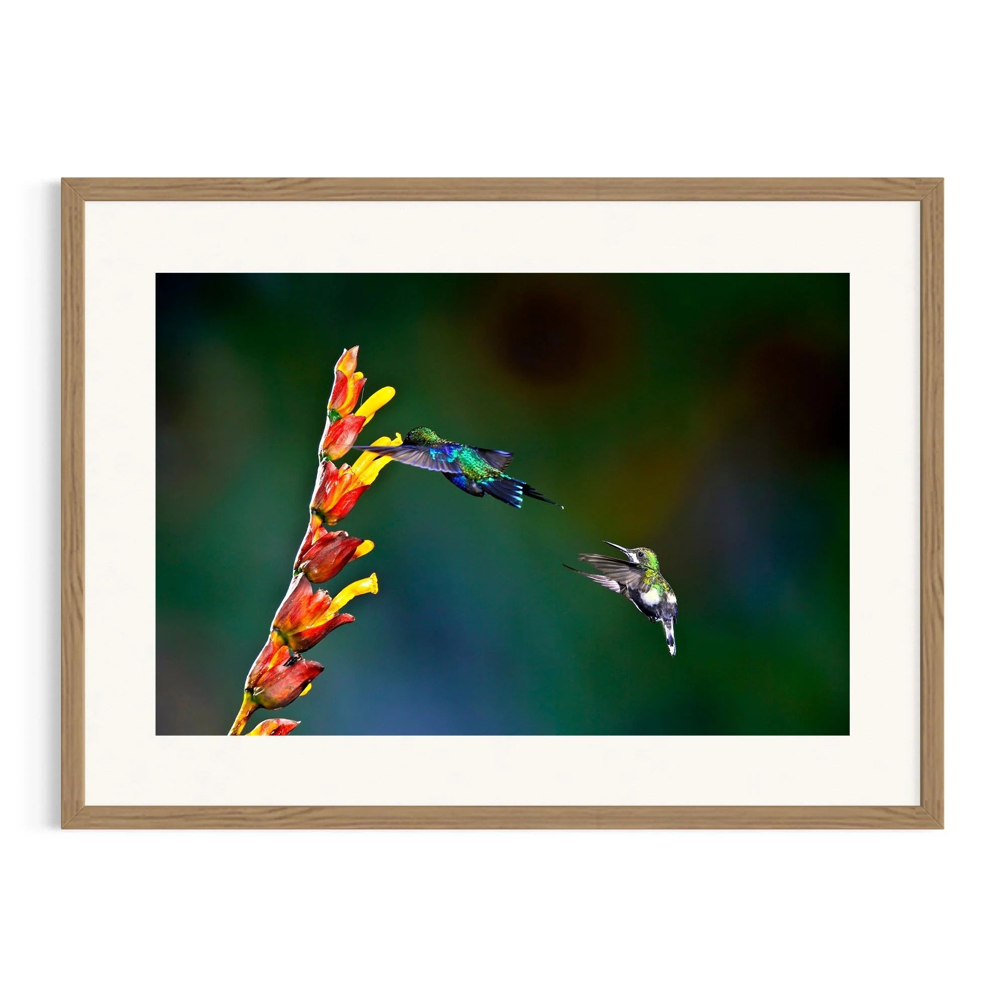 Chasing the Nectar by John Wiseman shown in a raw oak frame, a signed limited-edition fine art photography print from IRID Gallery