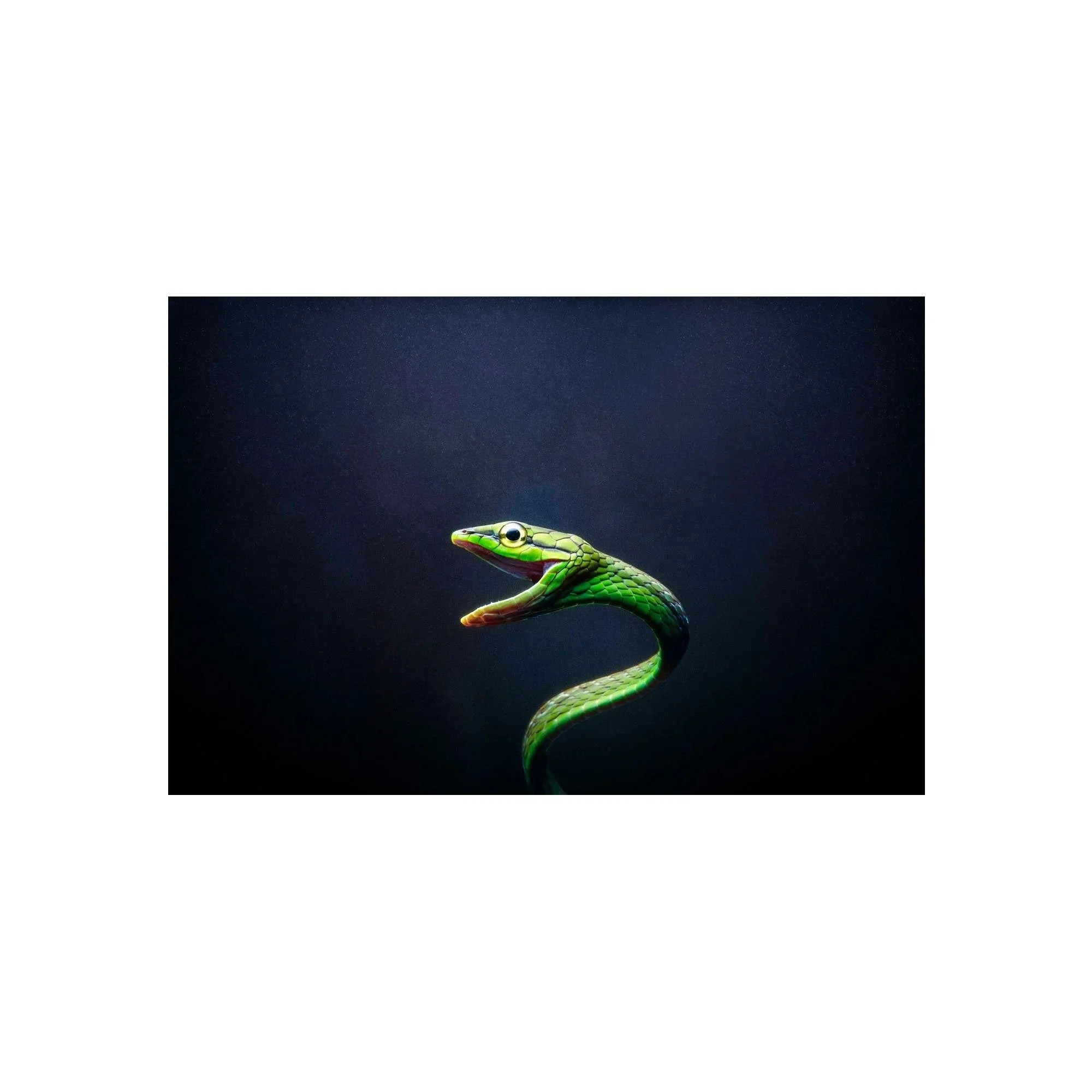 Coiled Silence by John Wiseman, a signed limited-edition fine art photography print from IRID Gallery