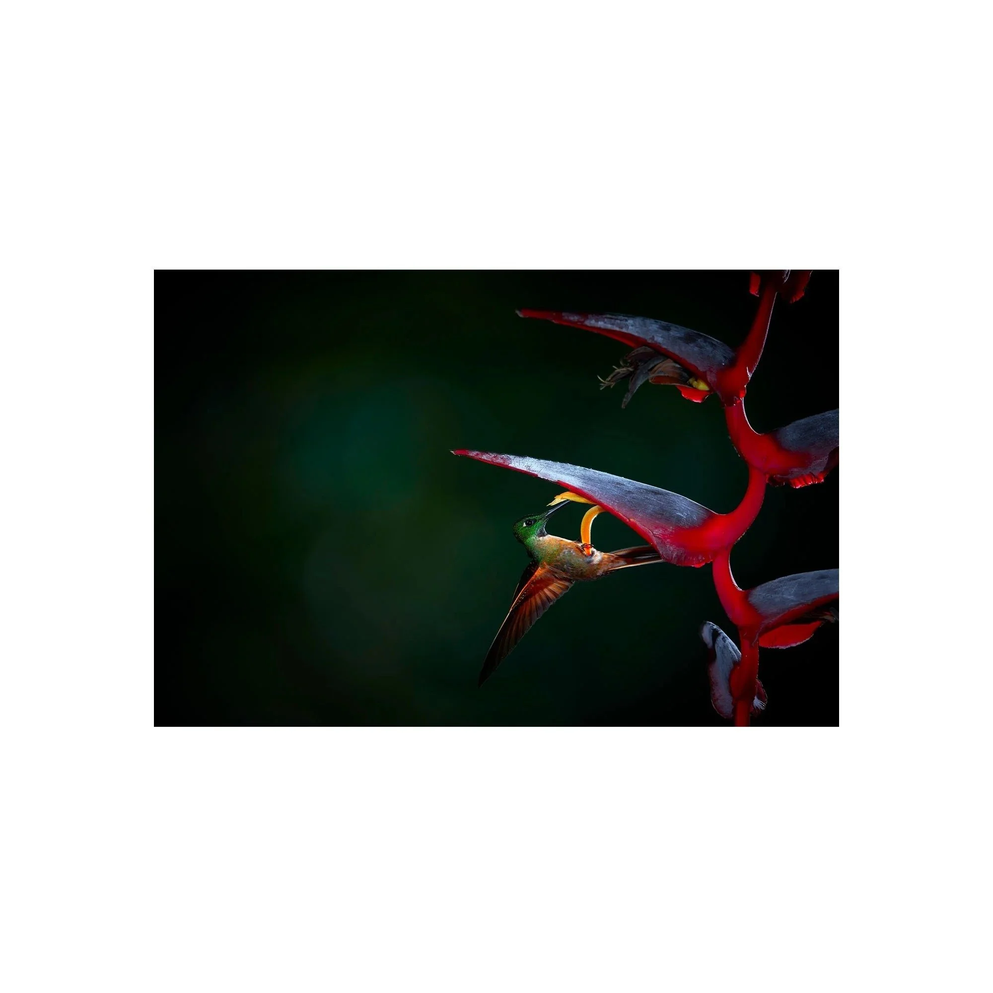 Crimson Shadows by John Wiseman, a signed limited-edition fine art photography print from IRID Gallery