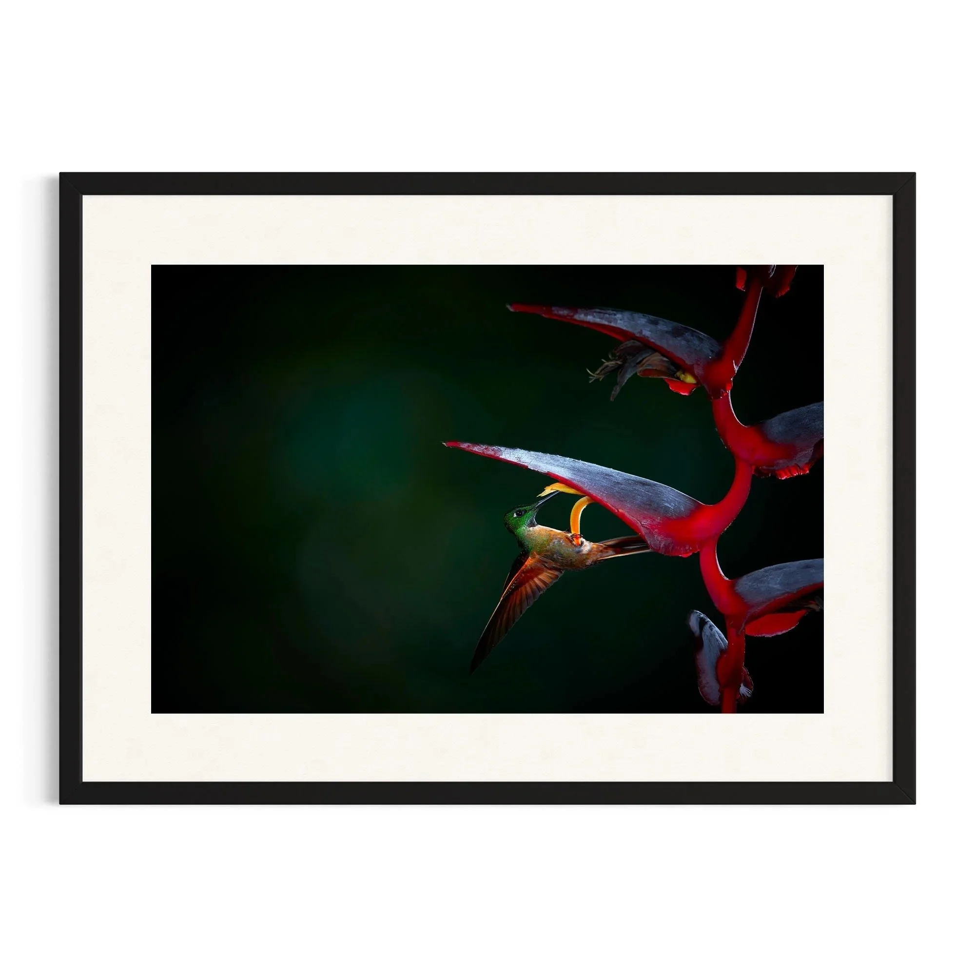 Crimson Shadows by John Wiseman shown in a black frame, a signed limited-edition fine art photography print from IRID Gallery