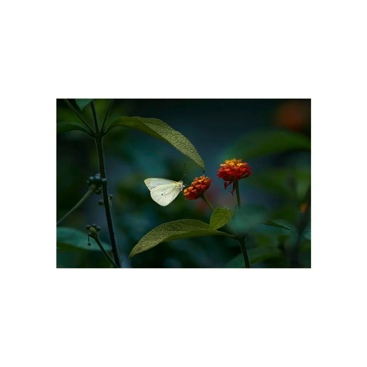 Delicate Pause by John Wiseman, a signed limited-edition fine art photography print from IRID Gallery