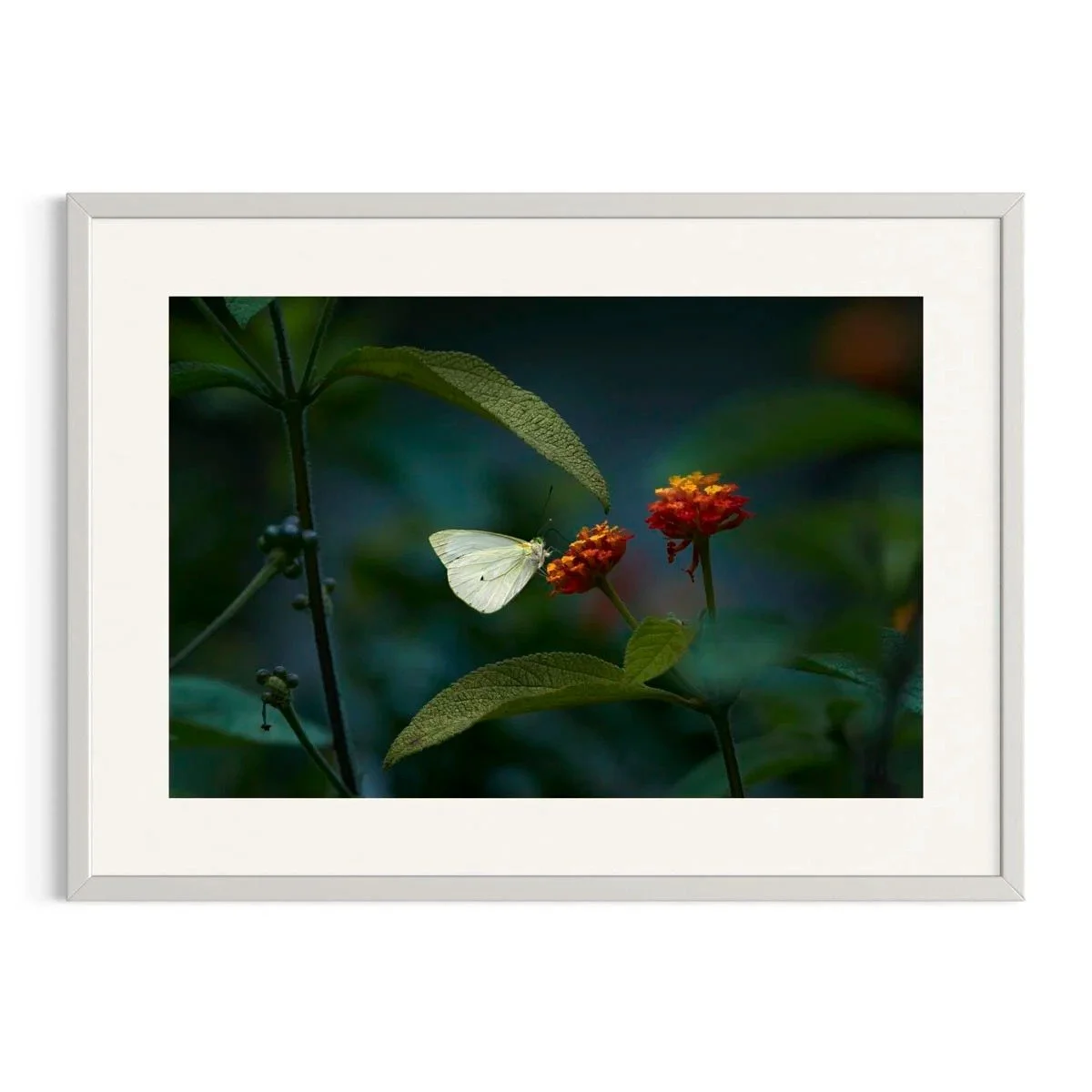 Delicate Pause by John Wiseman shown in a white frame, a signed limited-edition fine art photography print from IRID Gallery