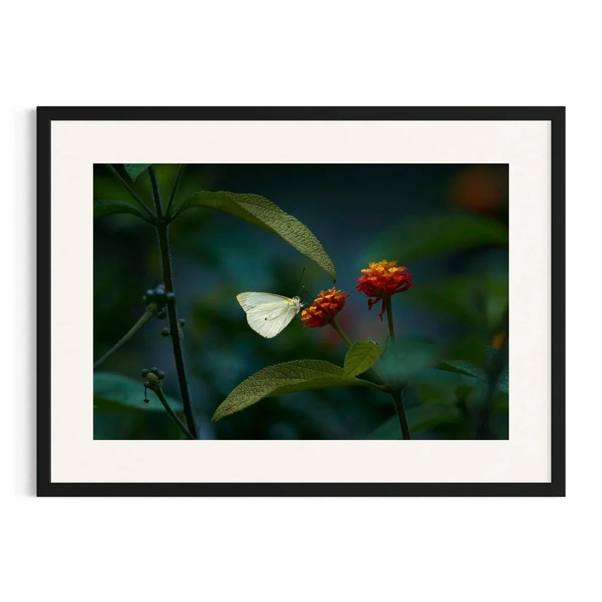 Delicate Pause by John Wiseman shown in a black frame, a signed limited-edition fine art photography print from IRID Gallery