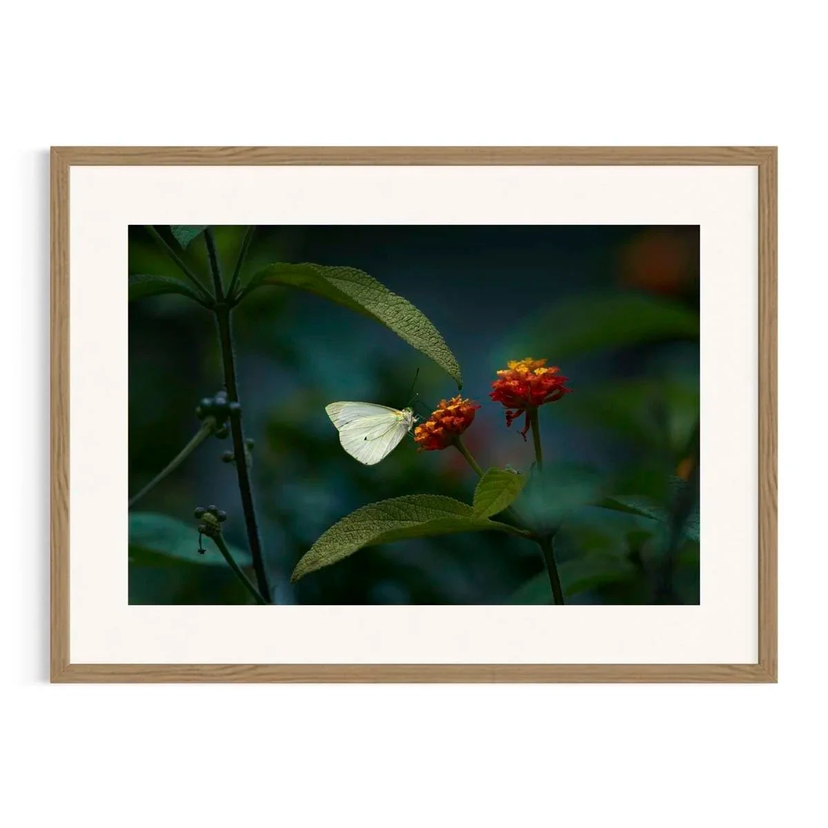 Delicate Pause by John Wiseman shown in a Tasmanian oak frame, a signed limited-edition fine art photography print from IRID Gallery