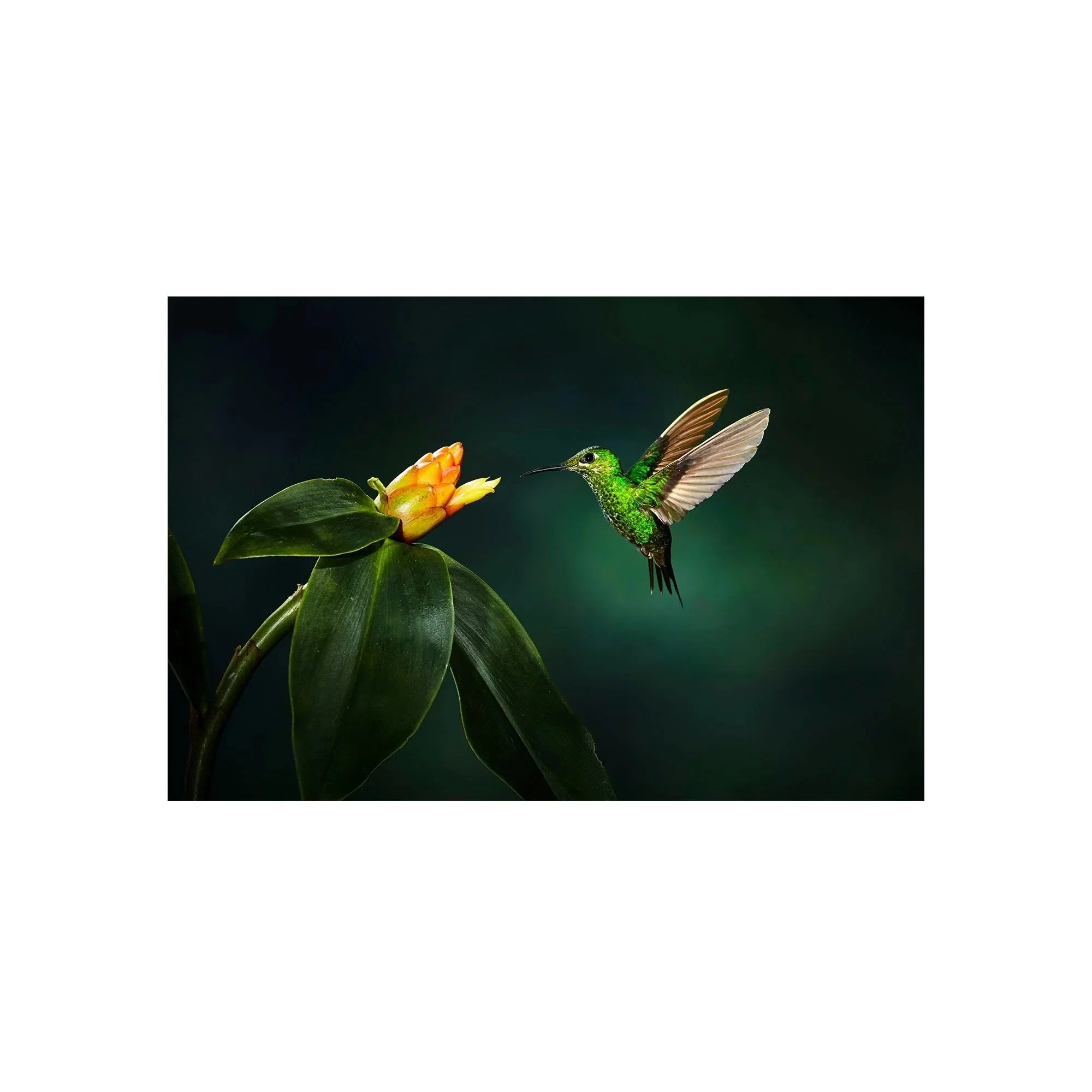 Emerald Encounter by John Wiseman, a signed limited-edition fine art photography print from IRID Gallery