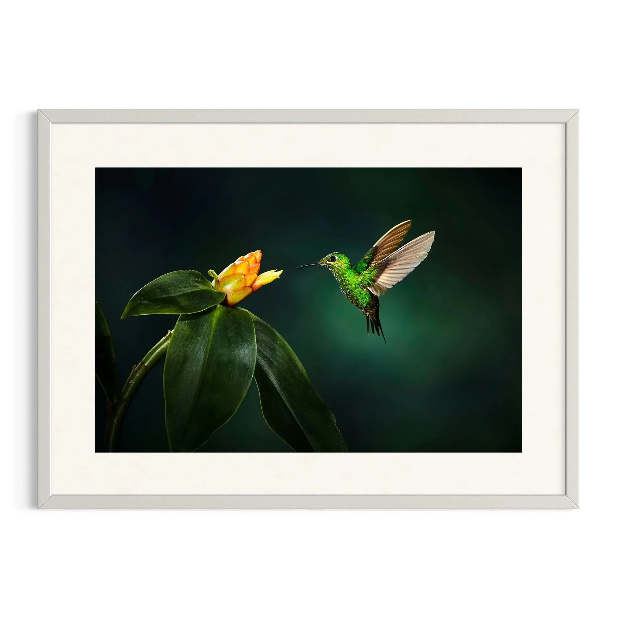 Emerald Encounter by John Wiseman shown in a white frame, a signed limited-edition fine art photography print from IRID Gallery