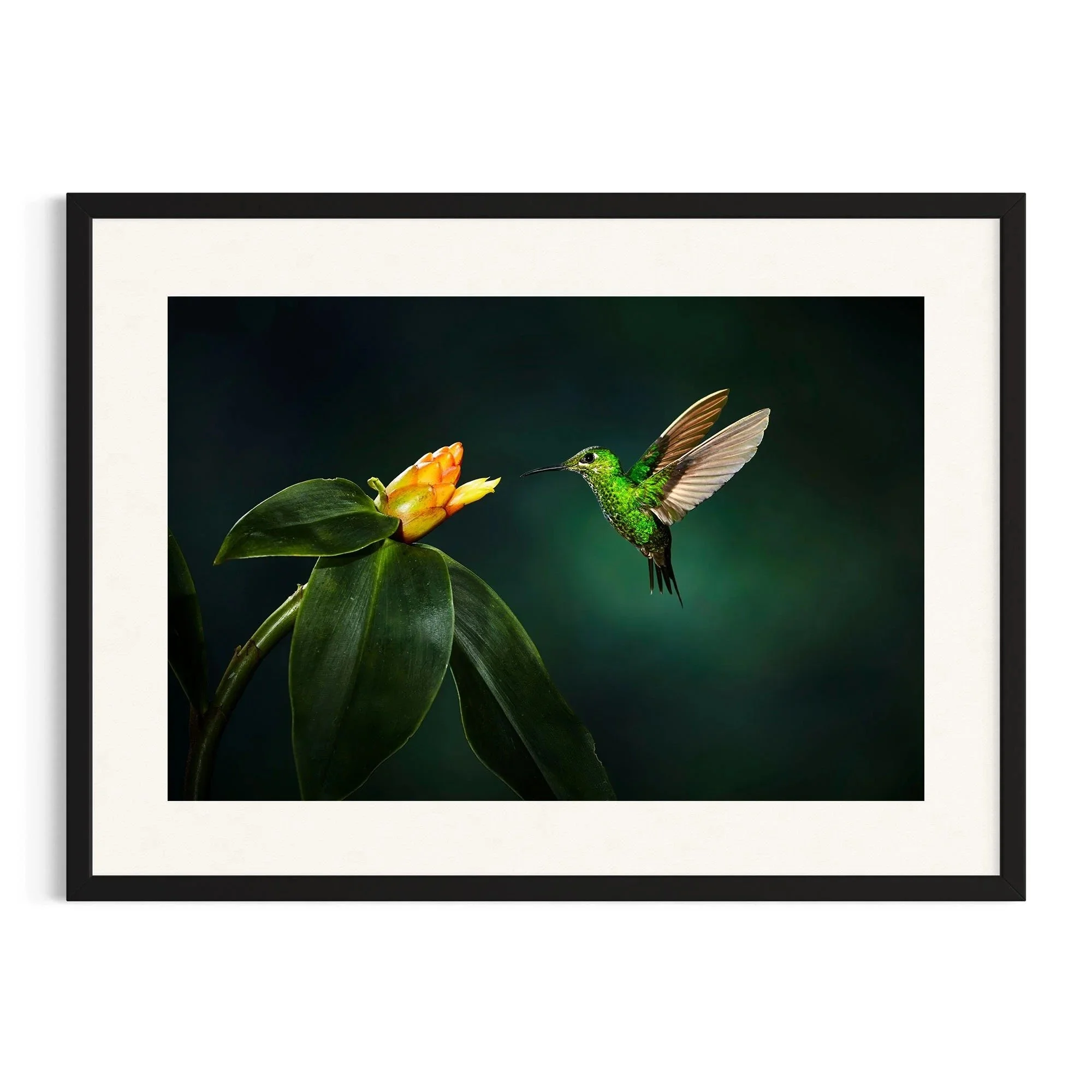 Emerald Encounter by John Wiseman shown in a black frame, a signed limited-edition fine art photography print from IRID Gallery