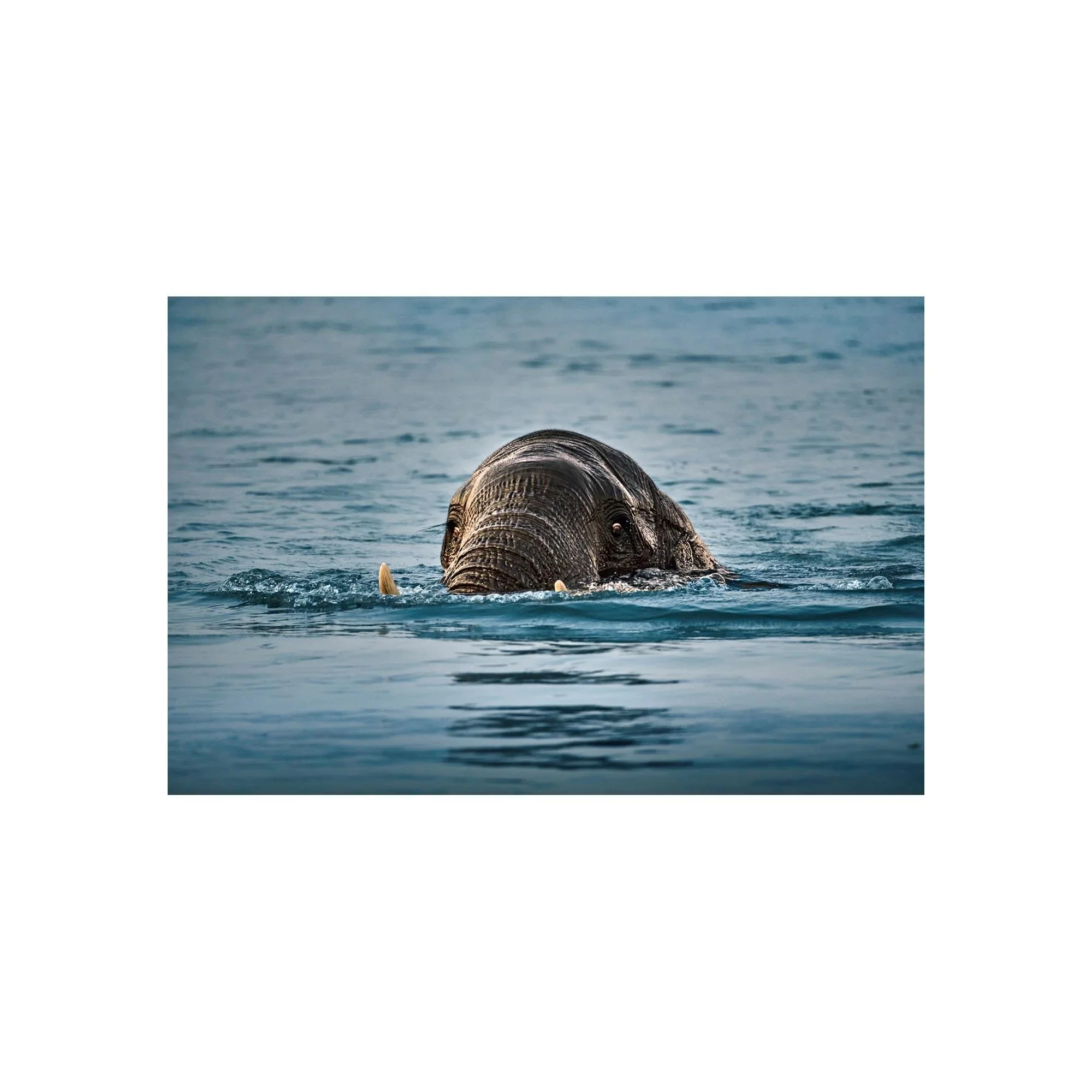 Emerging Giant by John Wiseman, a signed limited-edition fine art photography print from IRID Gallery