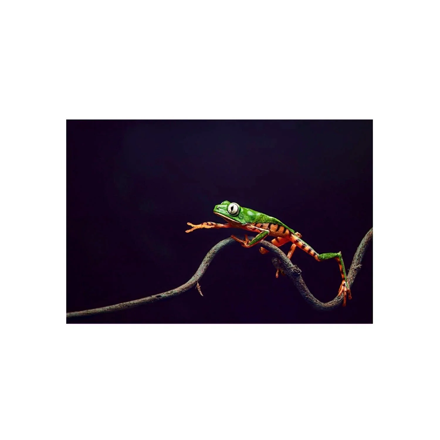 Eyes on Dusk by John Wiseman, a signed limited-edition fine art photography print from IRID Gallery