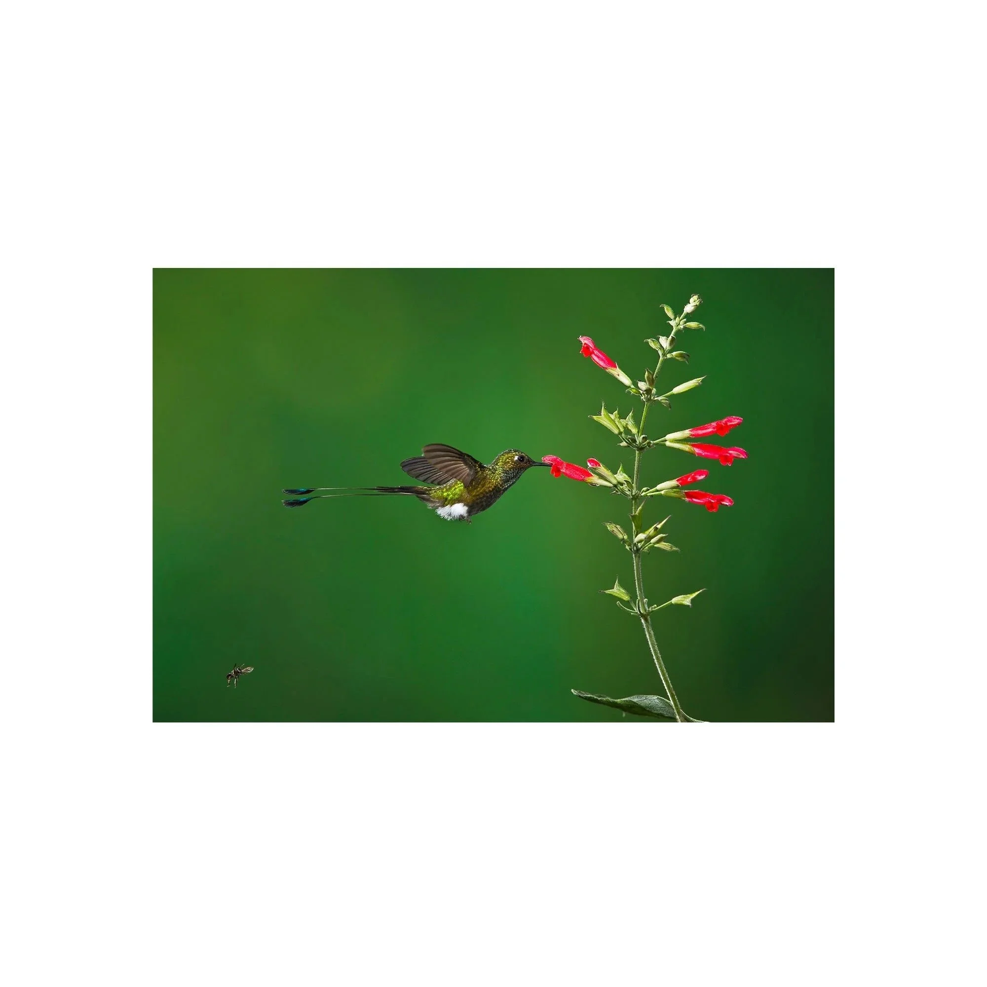 Floral Haven by John Wiseman, a signed limited-edition fine art photography print from IRID Gallery