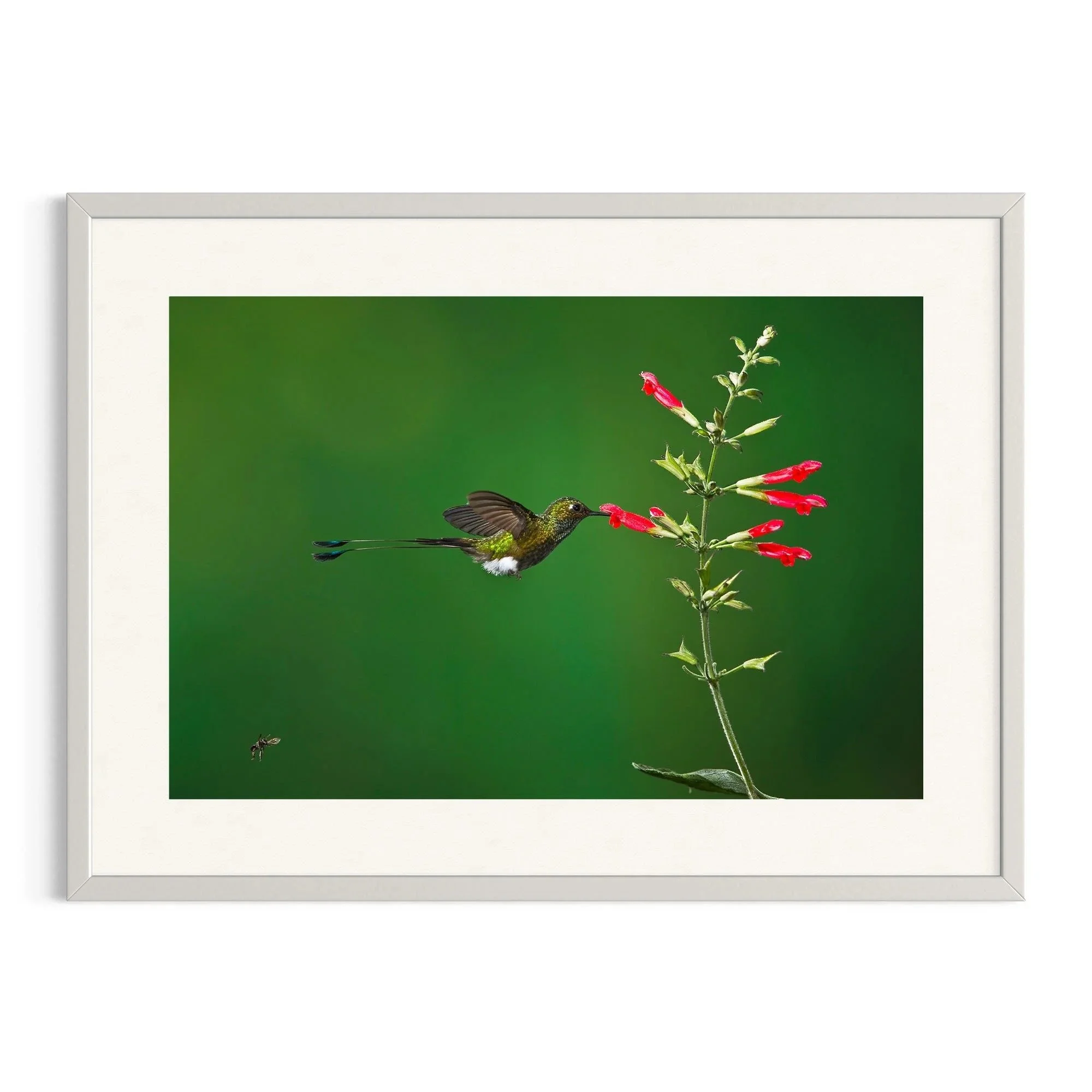 Floral Haven by John Wiseman shown in a white frame, a signed limited-edition fine art photography print from IRID Gallery