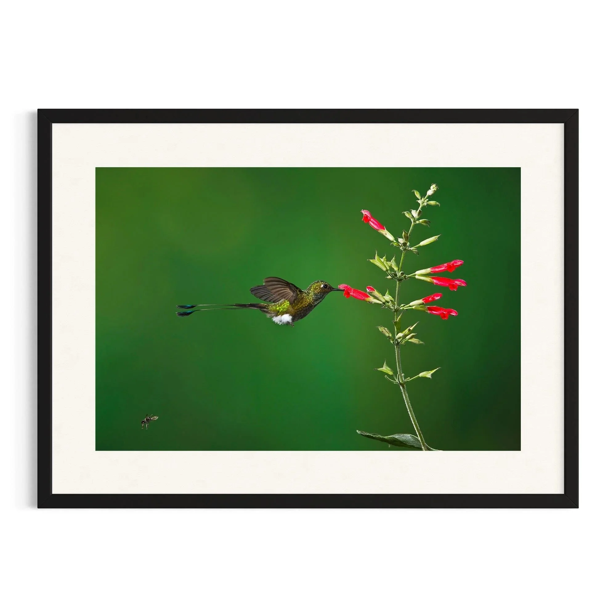 Floral Haven by John Wiseman shown in a black frame, a signed limited-edition fine art photography print from IRID Gallery