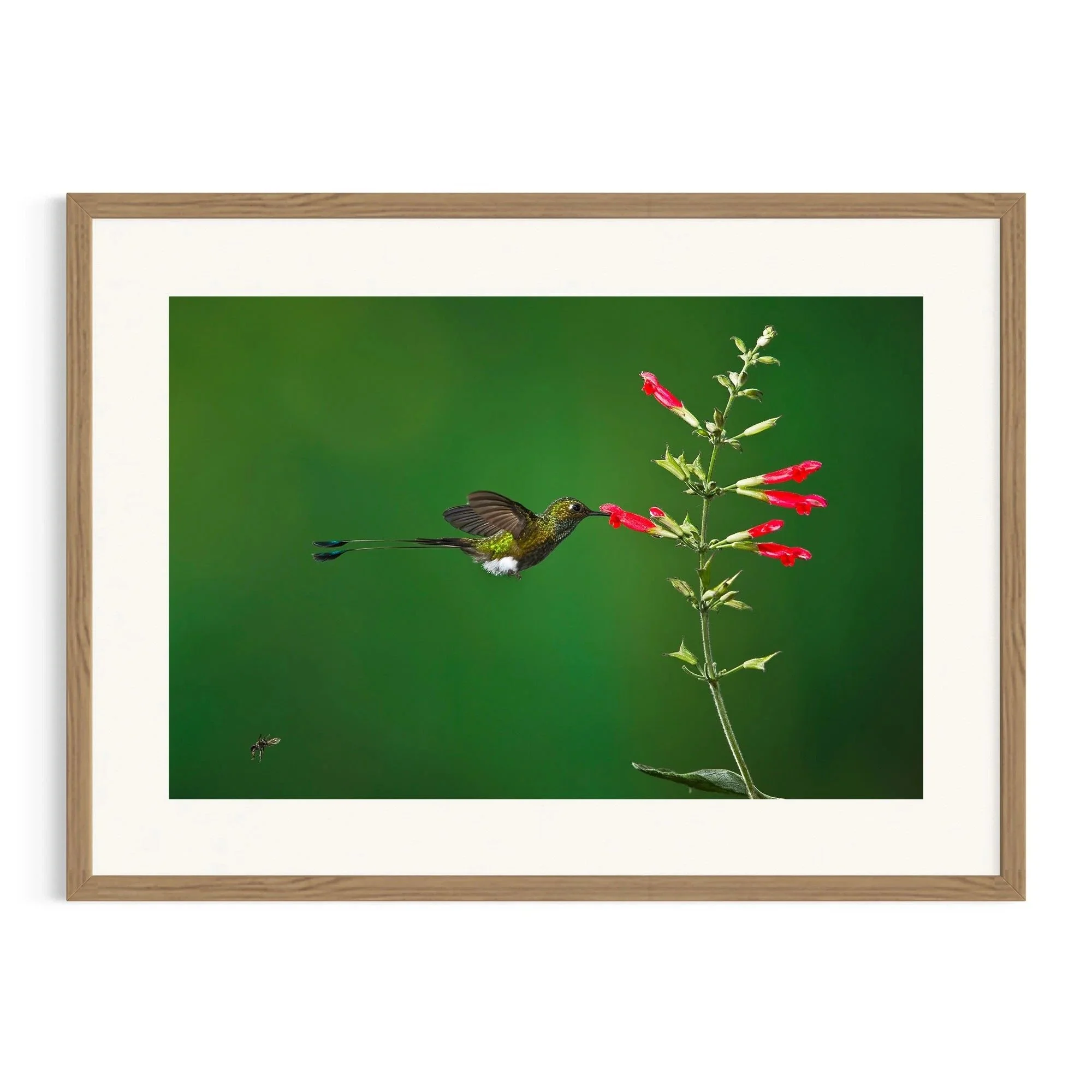 Floral Haven by John Wiseman shown in a raw oak frame, a signed limited-edition fine art photography print from IRID Gallery
