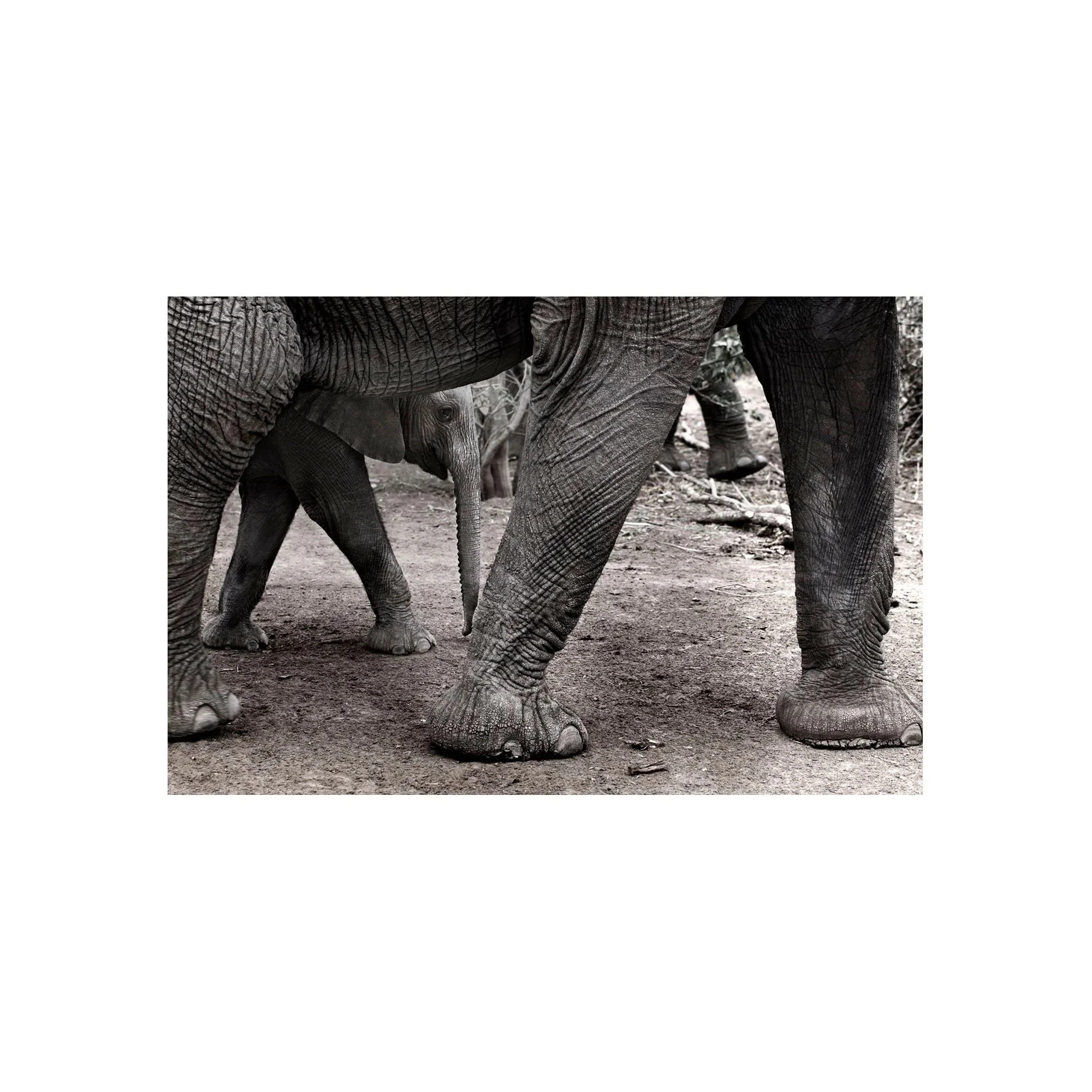 Gentle Footsteps by John Wiseman, a signed limited-edition fine art photography print from IRID Gallery