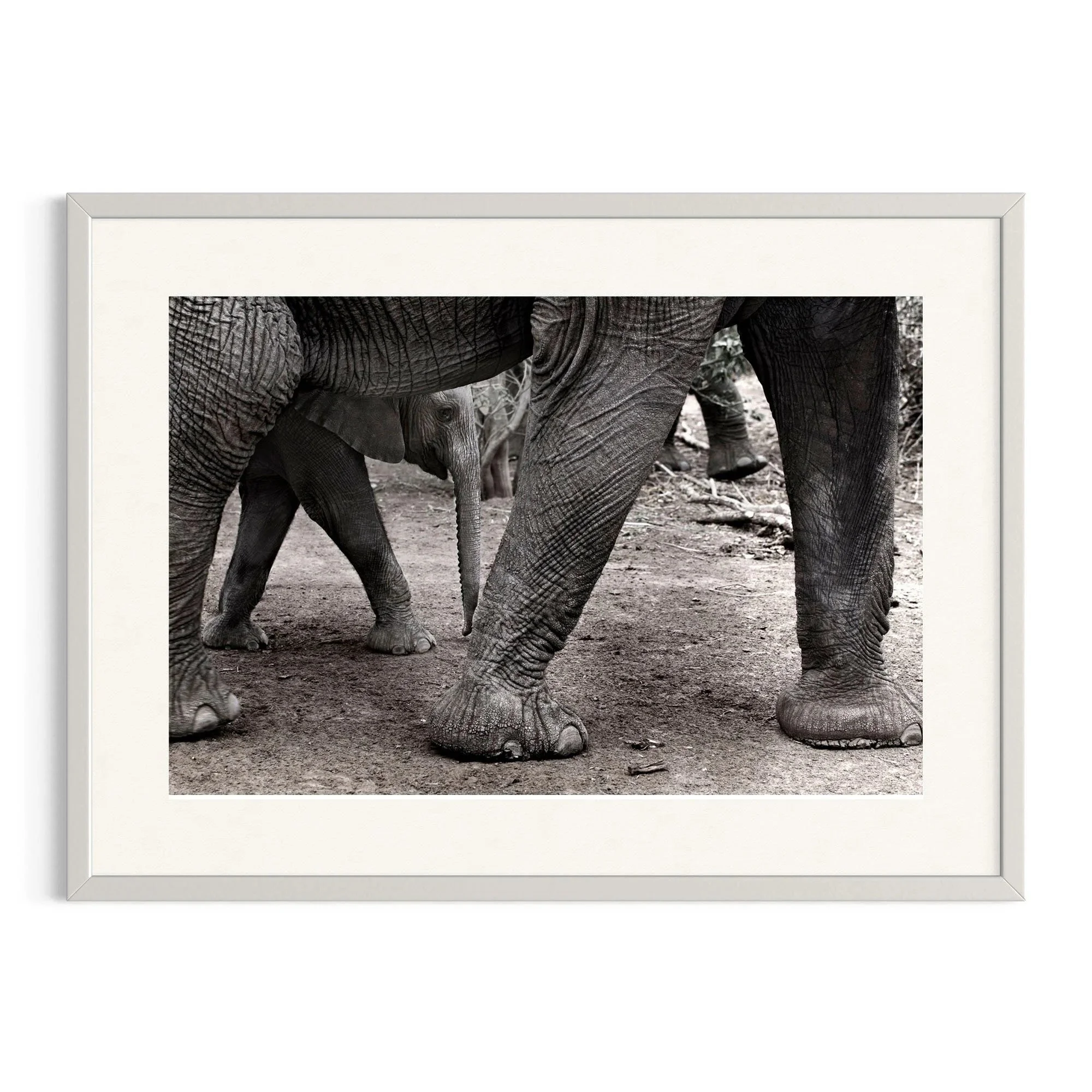 Gentle Footsteps by John Wiseman shown in a white frame, a signed limited-edition fine art photography print from IRID Gallery