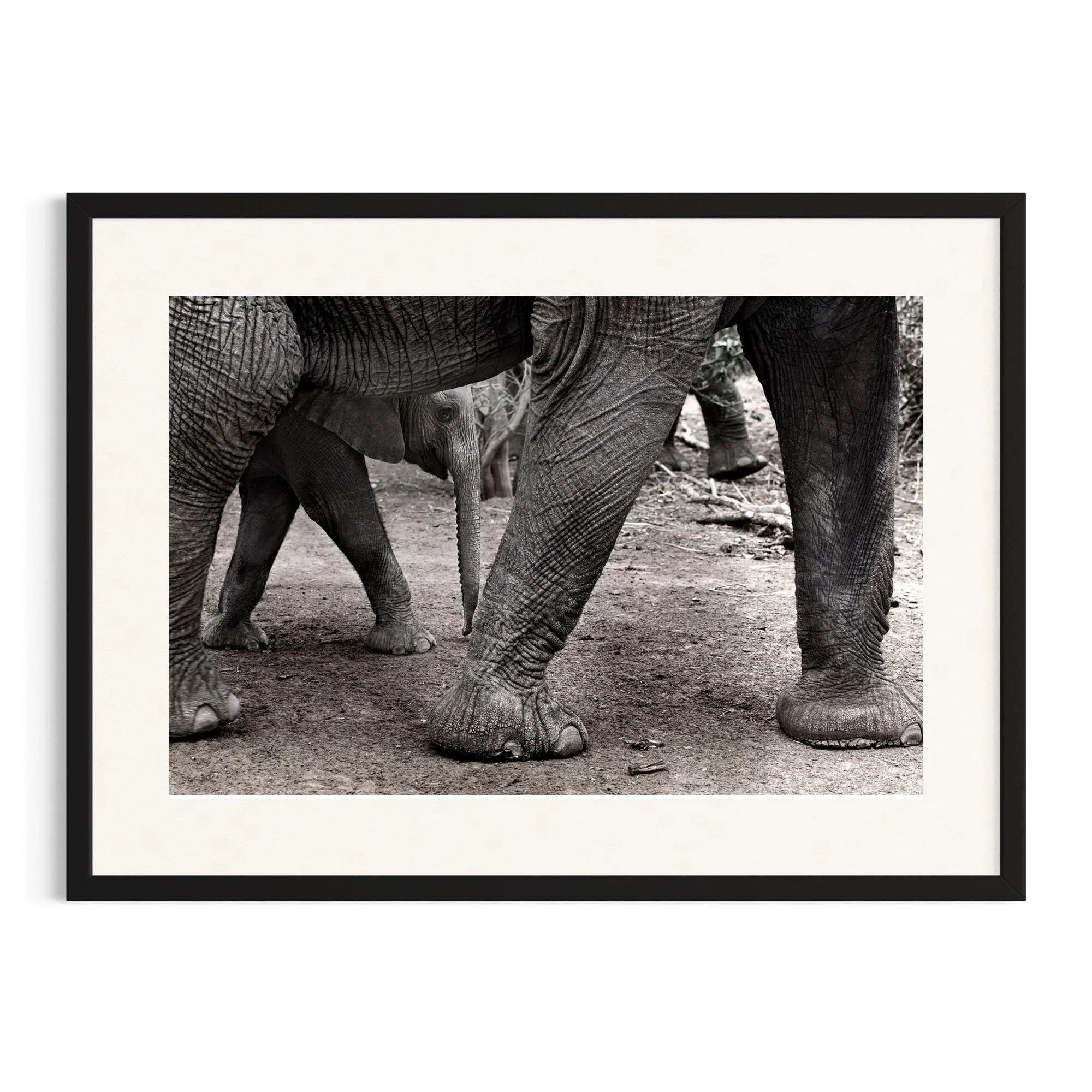 Gentle Footsteps by John Wiseman shown in a black frame, a signed limited-edition fine art photography print from IRID Gallery