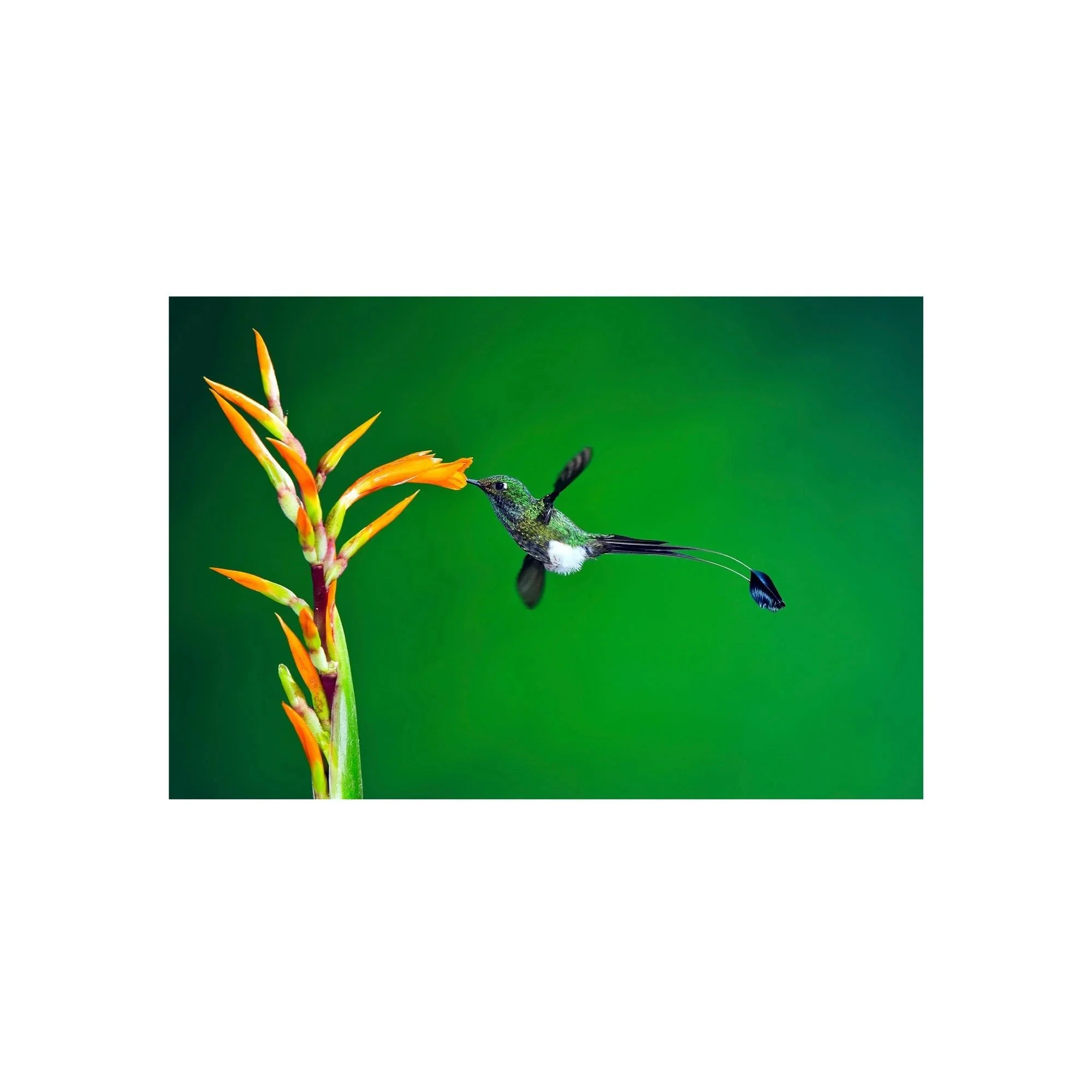 Golden Sip by John Wiseman, a signed limited-edition fine art photography print from IRID Gallery