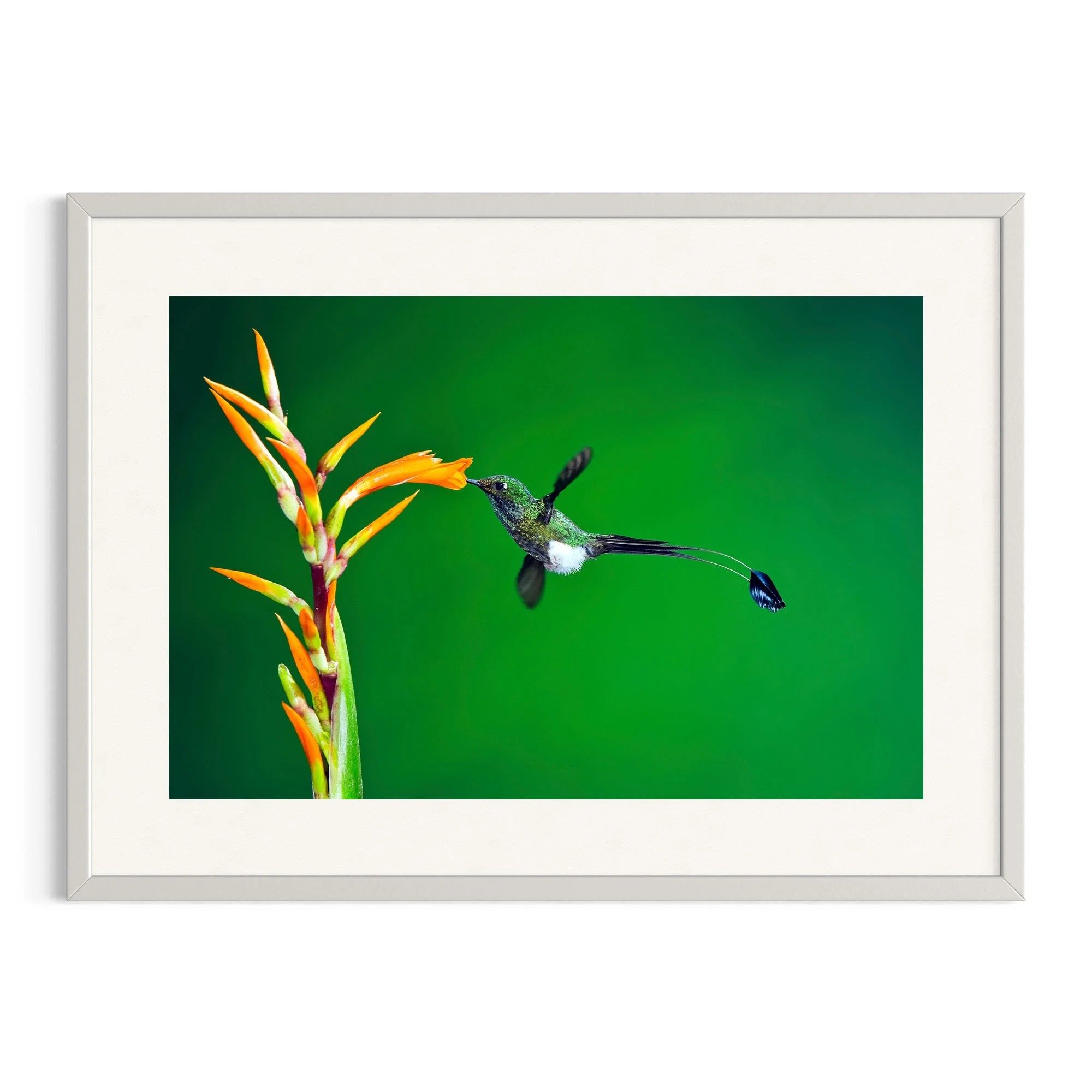 Golden Sip by John Wiseman shown in a white frame, a signed limited-edition fine art photography print from IRID Gallery