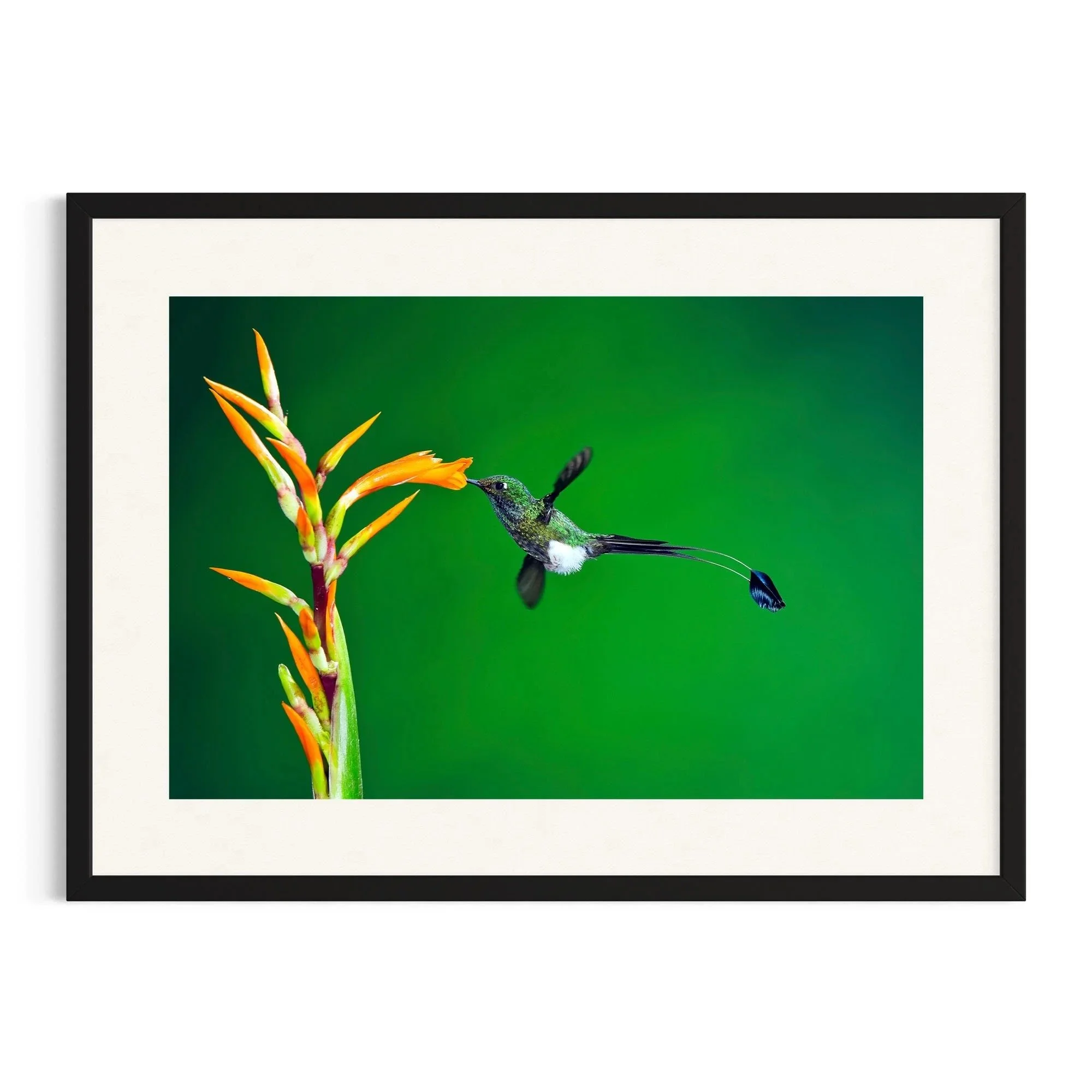 Golden Sip by John Wiseman shown in a black frame, a signed limited-edition fine art photography print from IRID Gallery