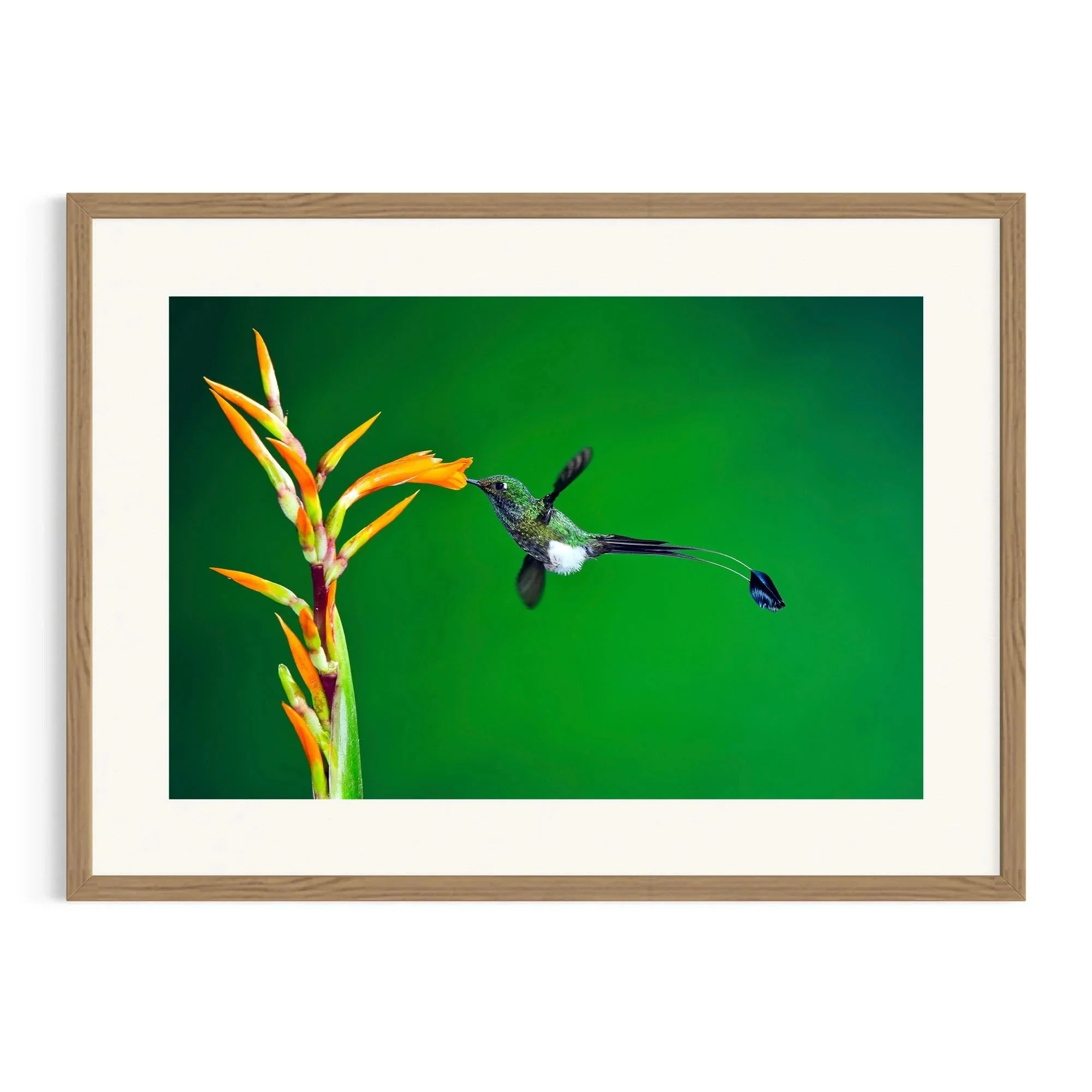Golden Sip by John Wiseman shown in a raw oak frame, a signed limited-edition fine art photography print from IRID Gallery