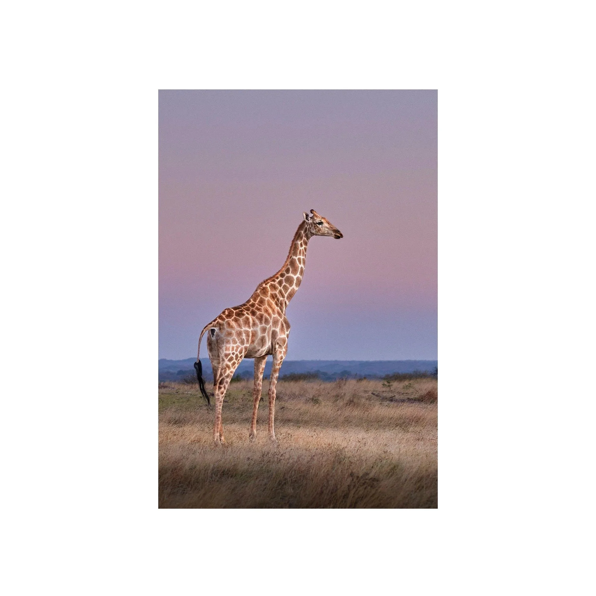 Grace of the Savannah by John Wiseman, a signed limited-edition fine art photography print from IRID Gallery