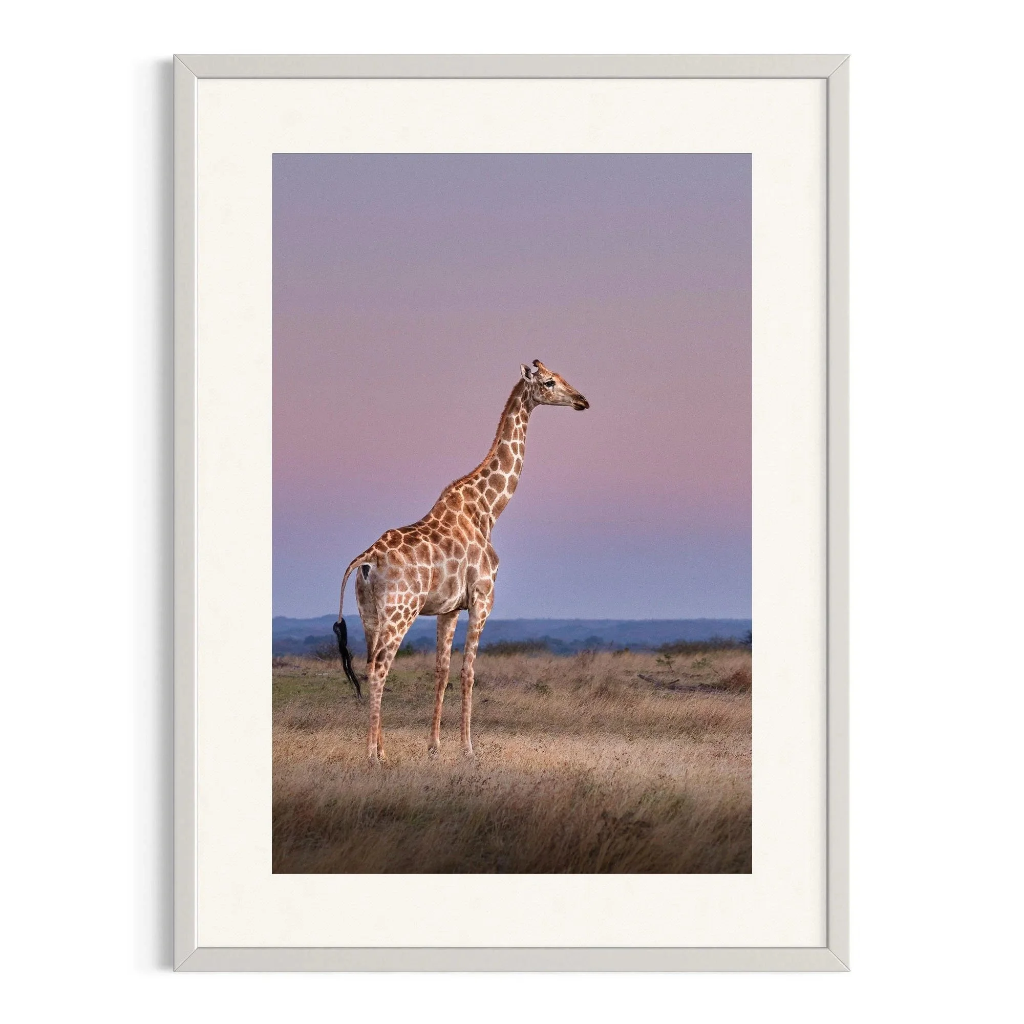 Grace of the Savannah by John Wiseman shown in a white frame, a signed limited-edition fine art photography print from IRID Gallery
