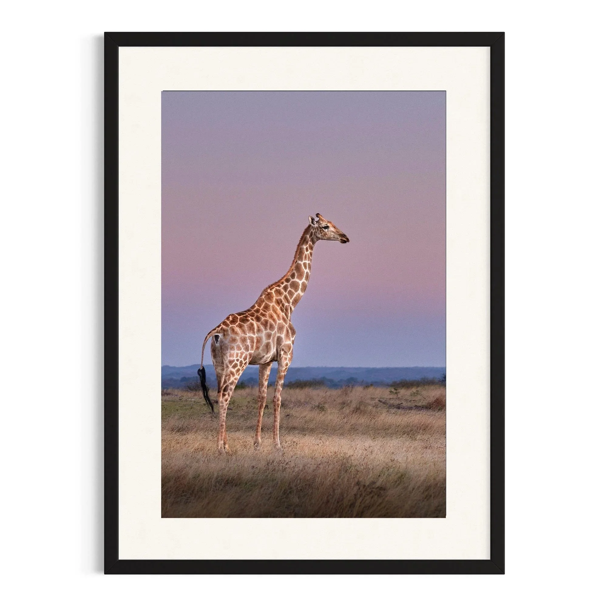 Grace of the Savannah by John Wiseman shown in a black frame, a signed limited-edition fine art photography print from IRID Gallery