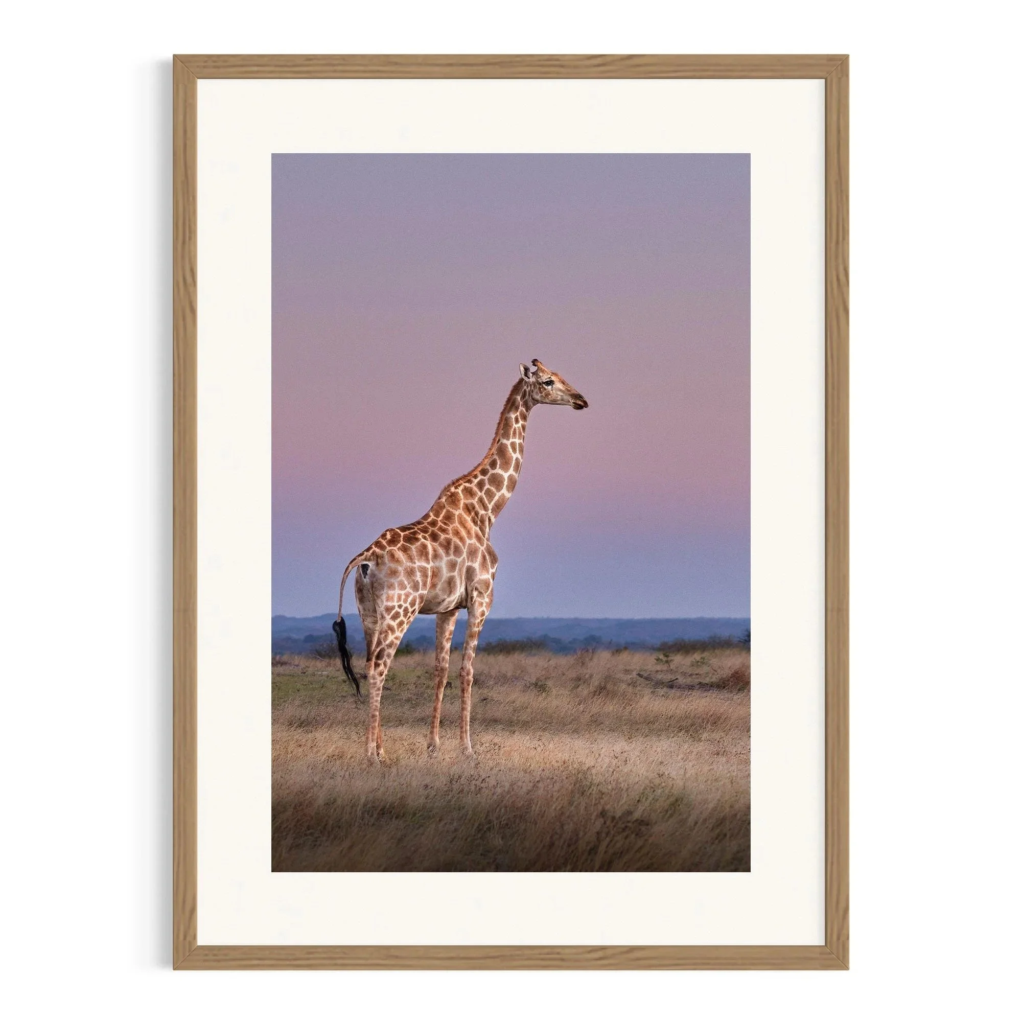 Grace of the Savannah by John Wiseman shown in a raw oak frame, a signed limited-edition fine art photography print from IRID Gallery