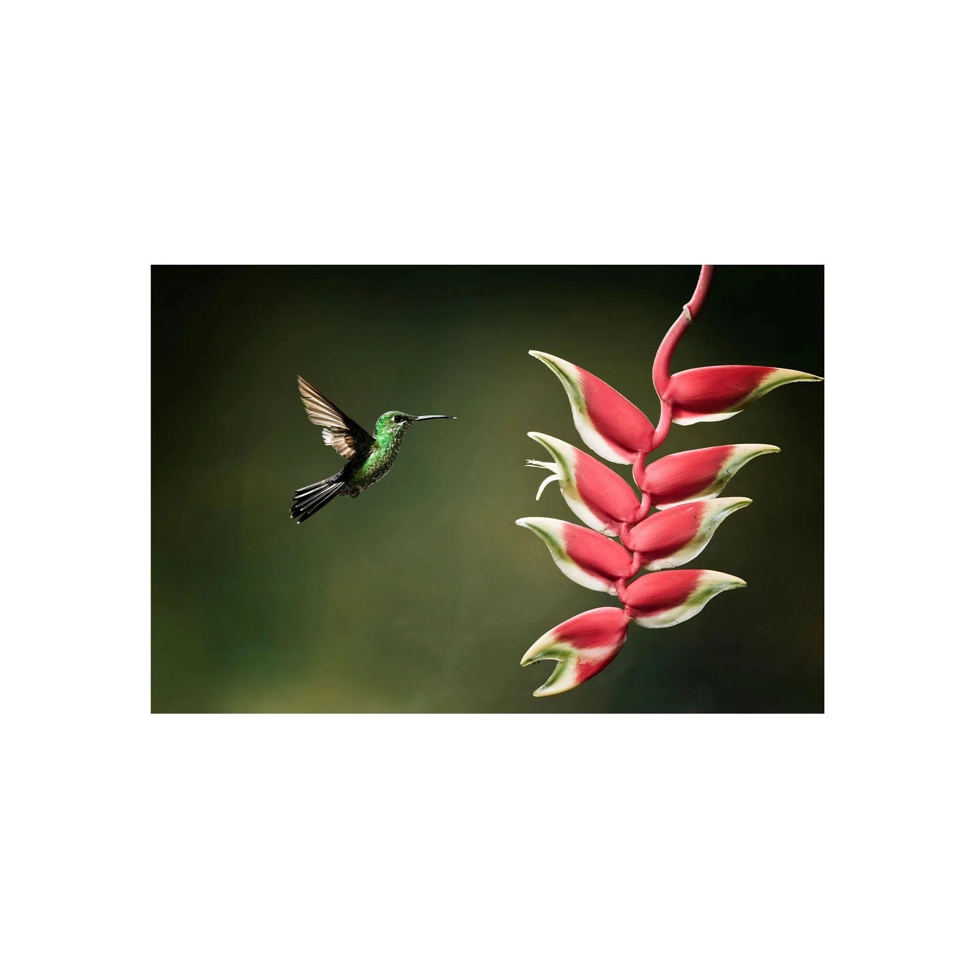 Harmony in Bloom by John Wiseman, a signed limited-edition fine art photography print from IRID Gallery