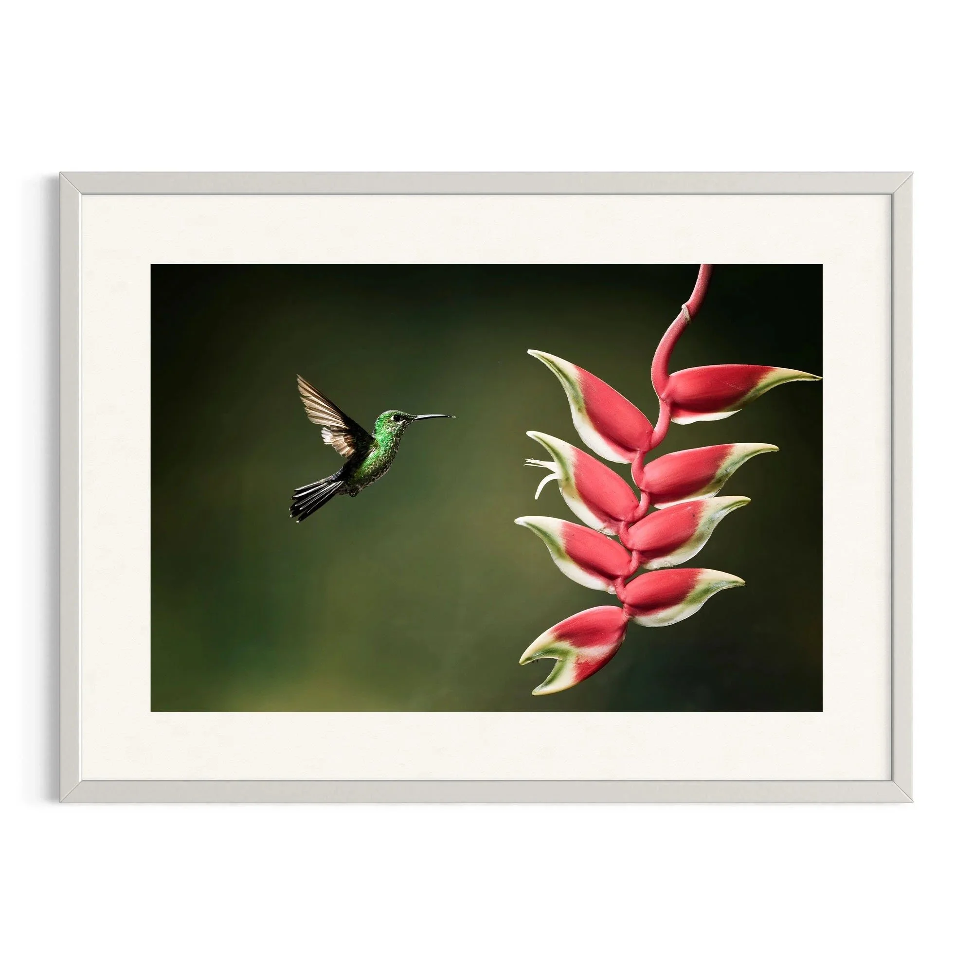 Harmony in Bloom by John Wiseman shown in a white frame, a signed limited-edition fine art photography print from IRID Gallery