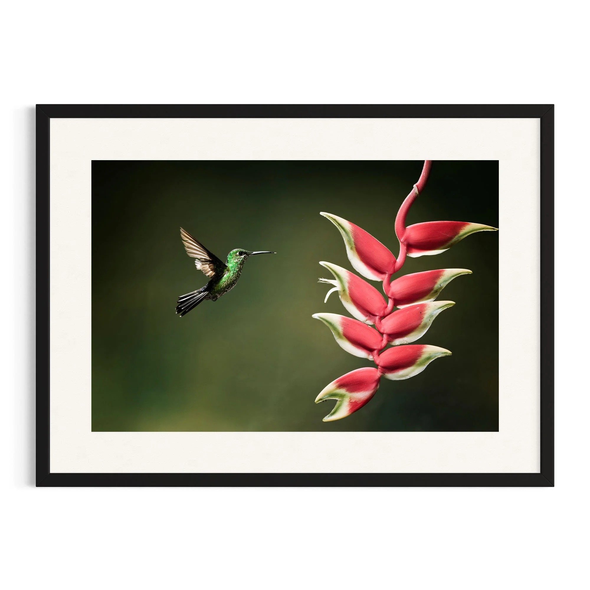 Harmony in Bloom by John Wiseman shown in a black frame, a signed limited-edition fine art photography print from IRID Gallery