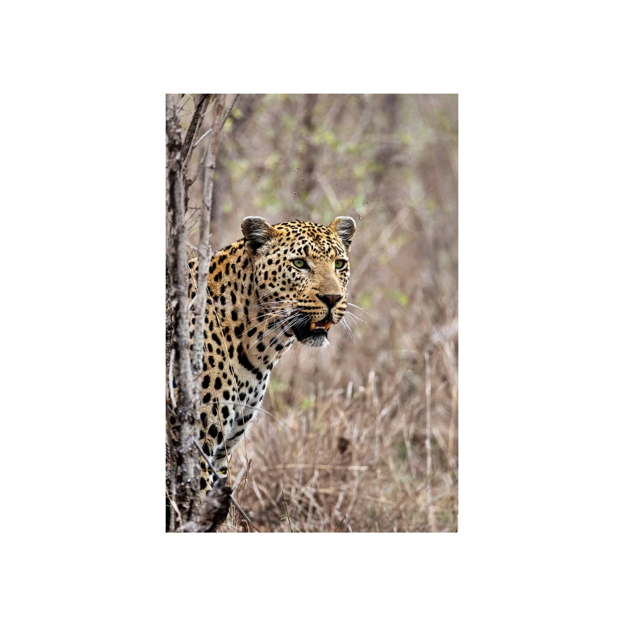 Hidden in Plain Sight by John Wiseman, a signed limited-edition fine art photography print from IRID Gallery