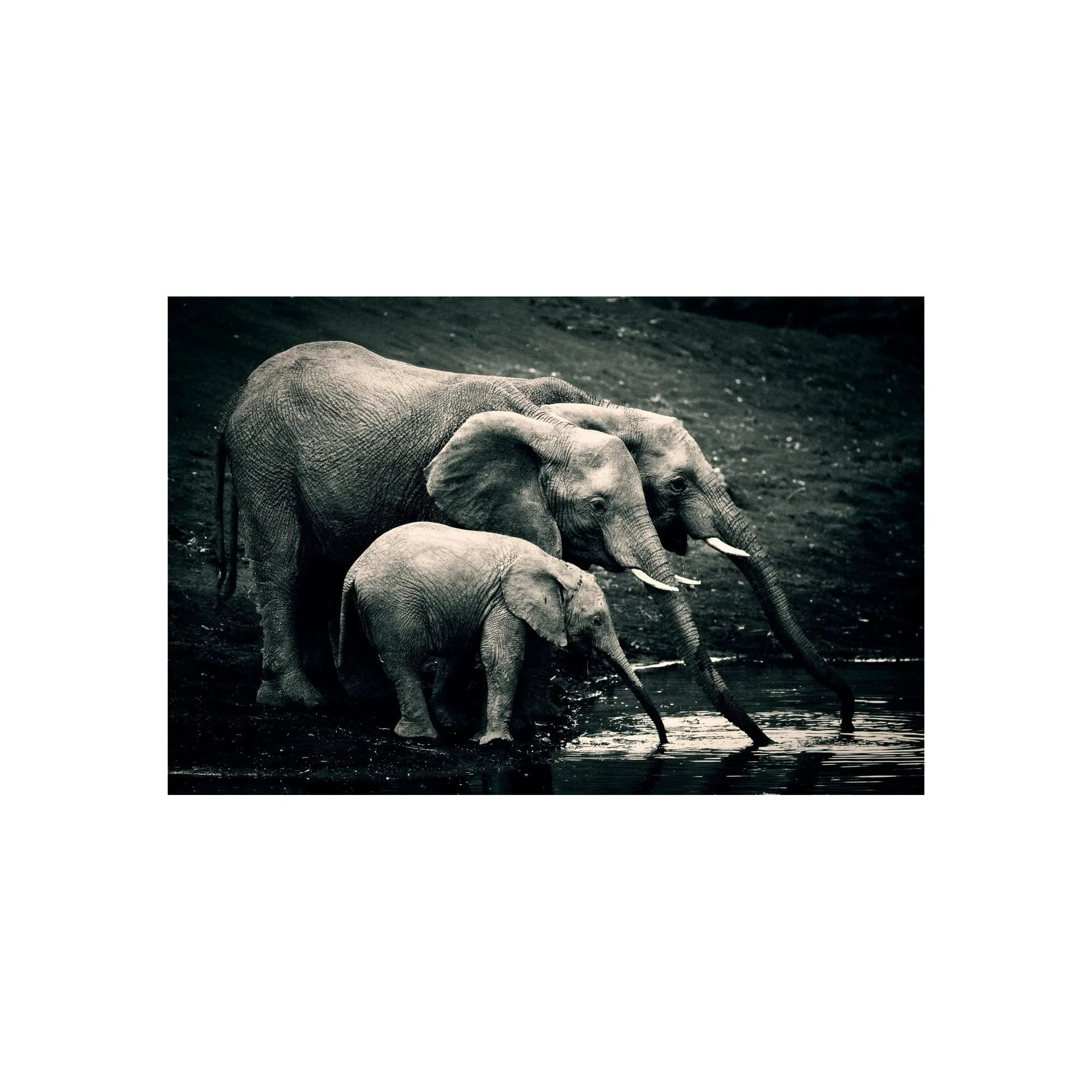 In Unison by John Wiseman, a signed limited-edition fine art photography print from IRID Gallery