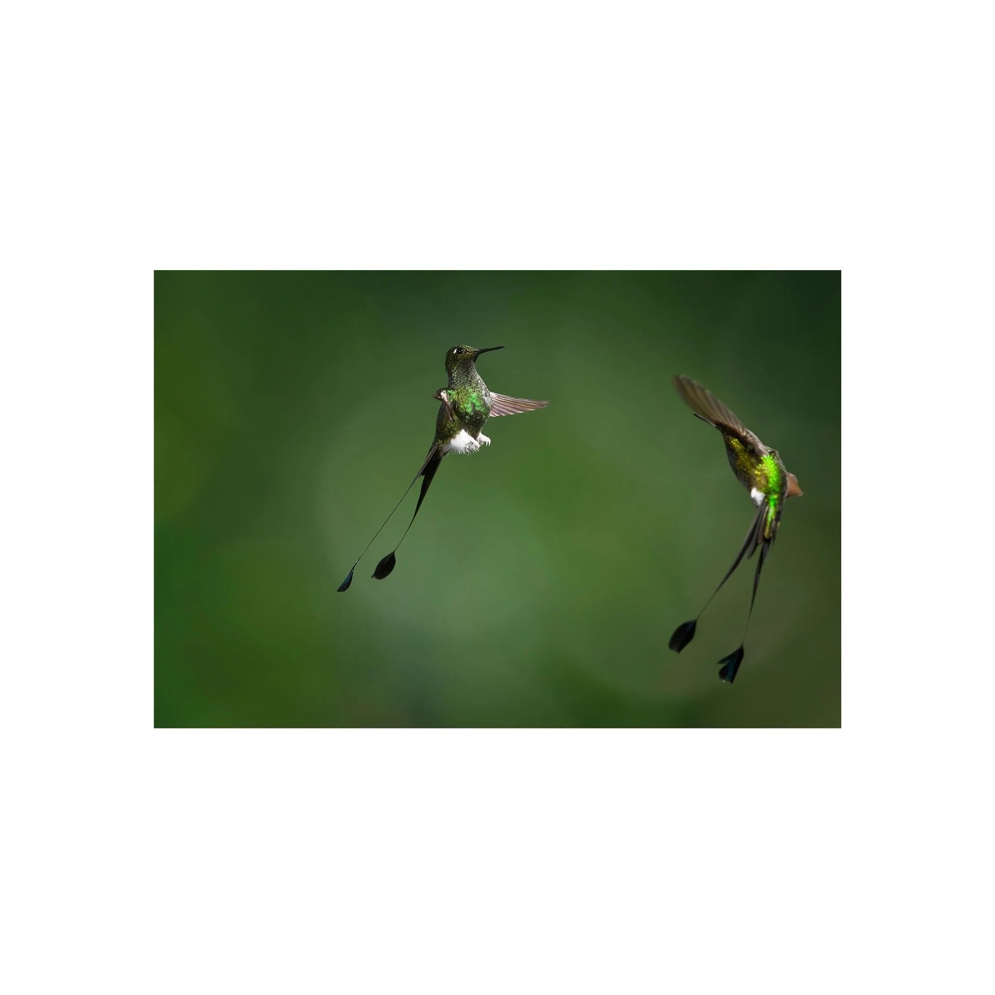 Jungle Duel by John Wiseman, a signed limited-edition fine art photography print from IRID Gallery