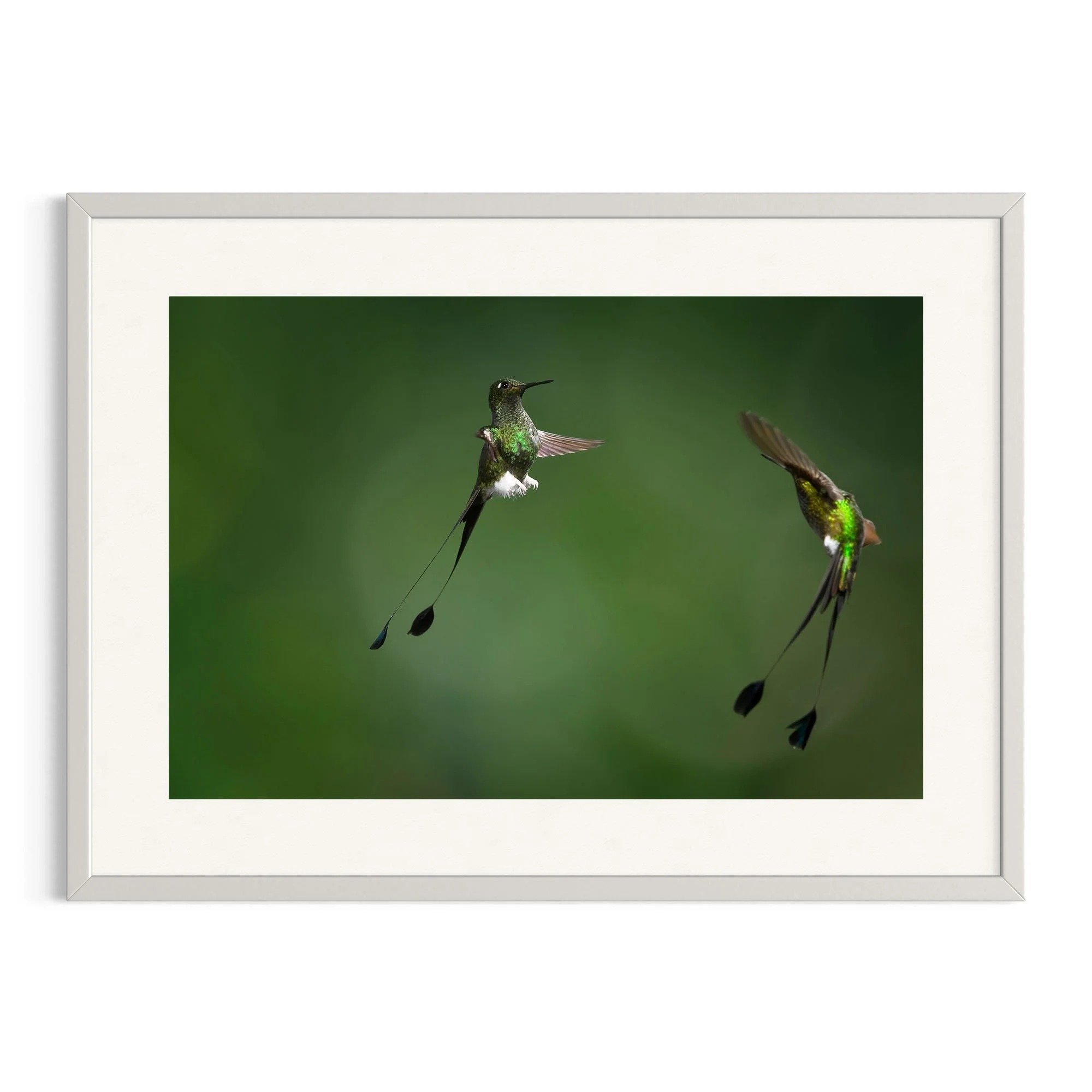 Jungle Duel by John Wiseman shown in a white frame, a signed limited-edition fine art photography print from IRID Gallery