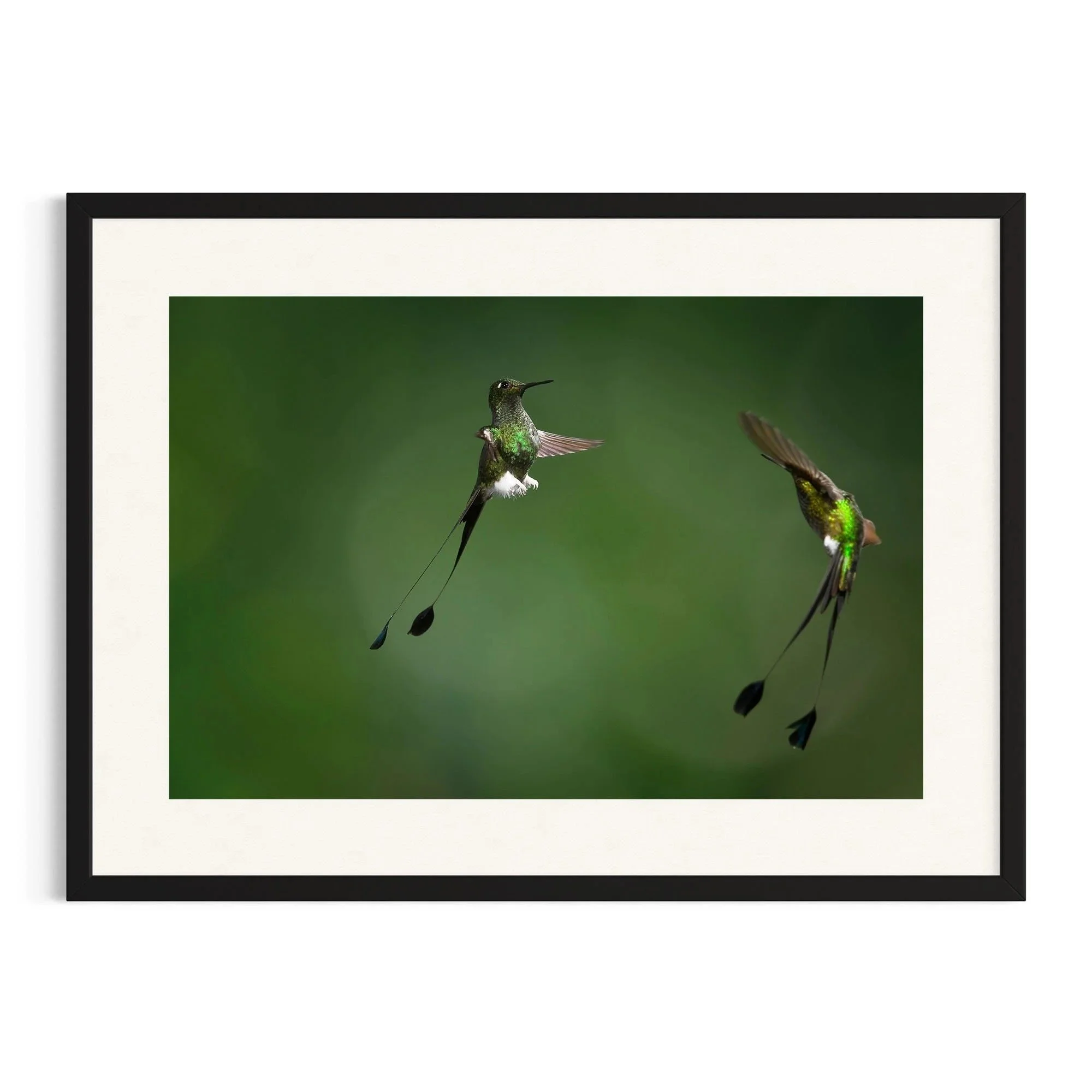 Jungle Duel by John Wiseman shown in a black frame, a signed limited-edition fine art photography print from IRID Gallery