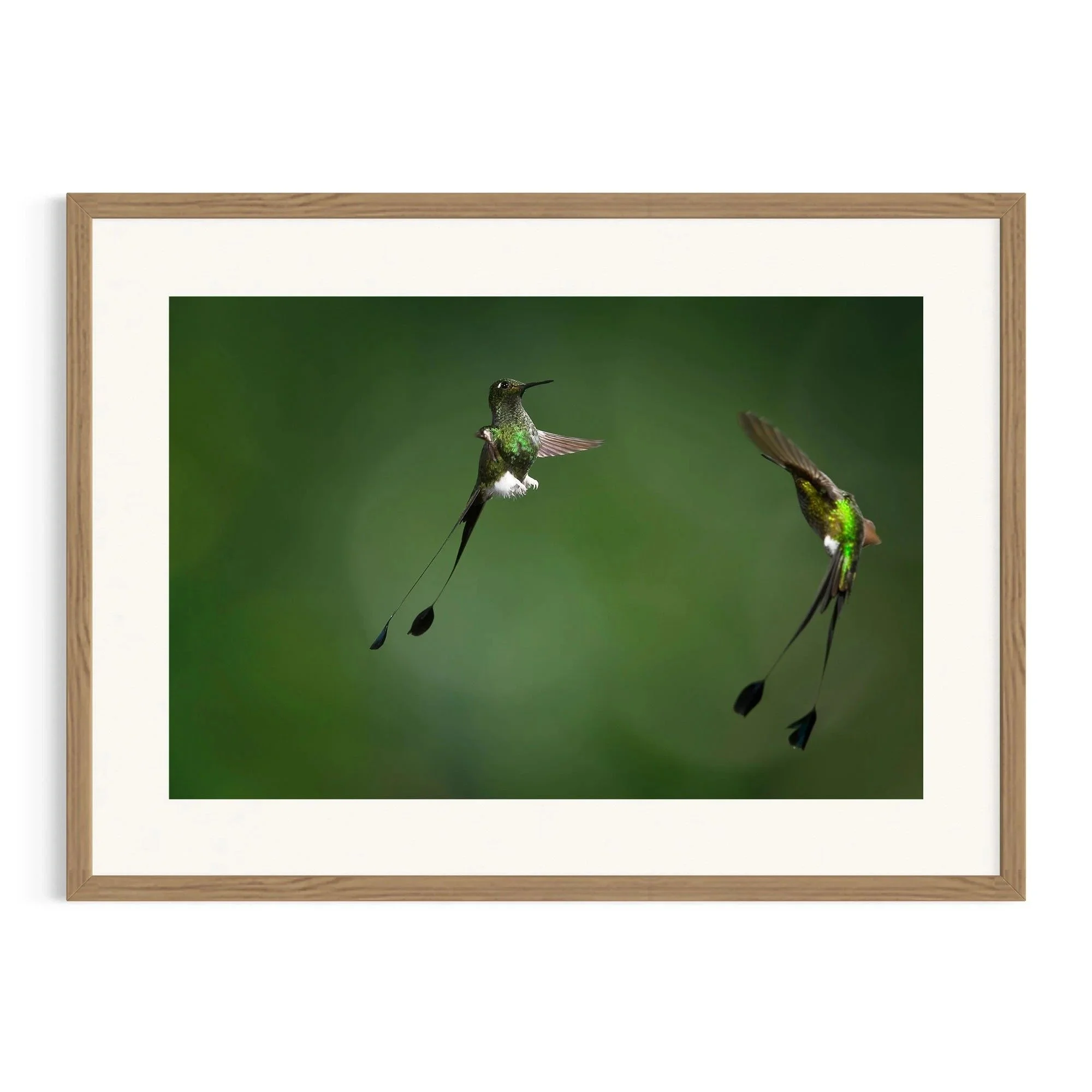 Jungle Duel by John Wiseman shown in a raw oak frame, a signed limited-edition fine art photography print from IRID Gallery