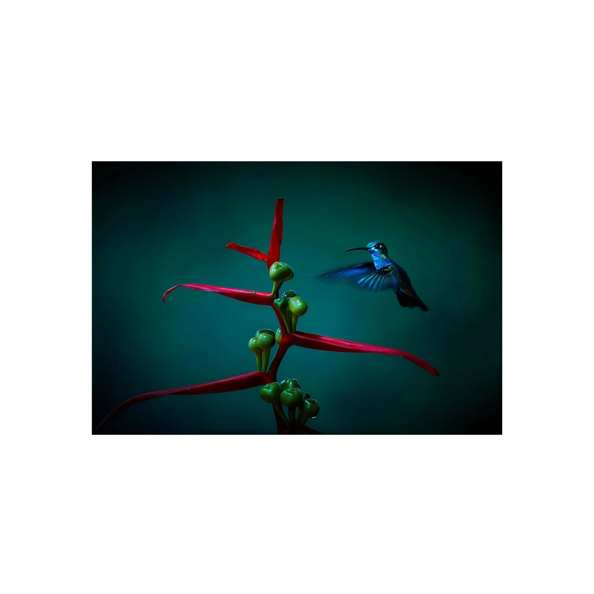Midnight Flight by John Wiseman, a signed limited-edition fine art photography print from IRID Gallery