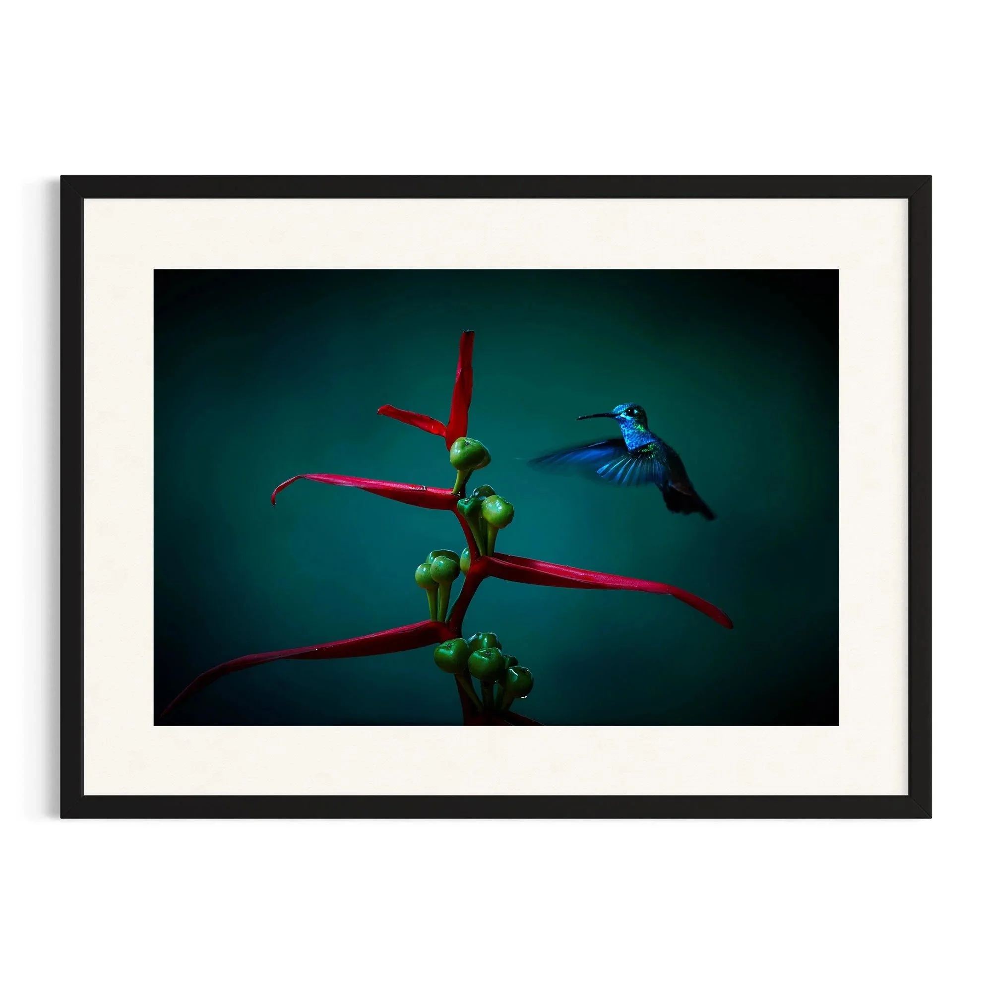 Midnight Flight by John Wiseman shown in a black frame, a signed limited-edition fine art photography print from IRID Gallery