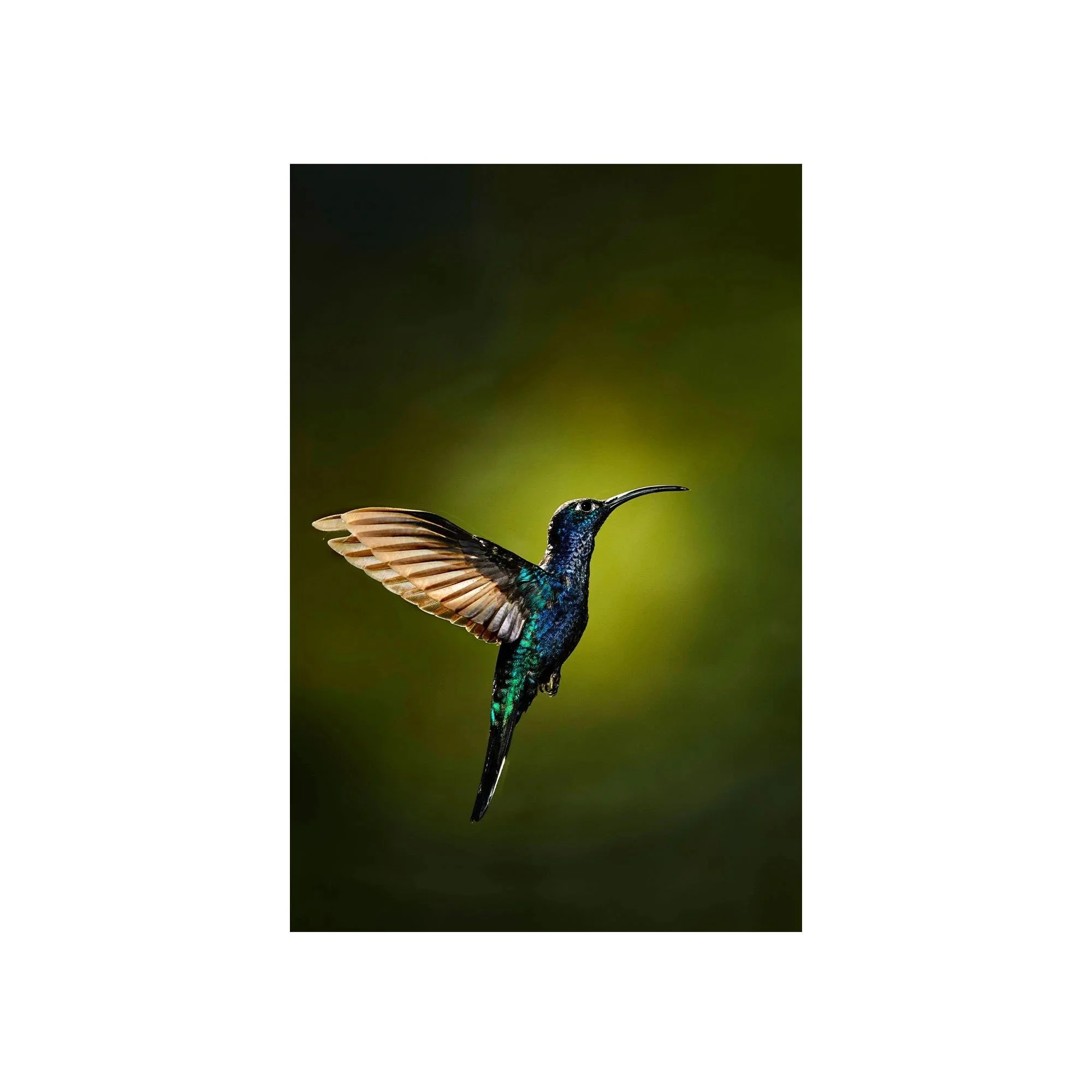 Midnight Majesty by John Wiseman, a signed limited-edition fine art photography print from IRID Gallery
