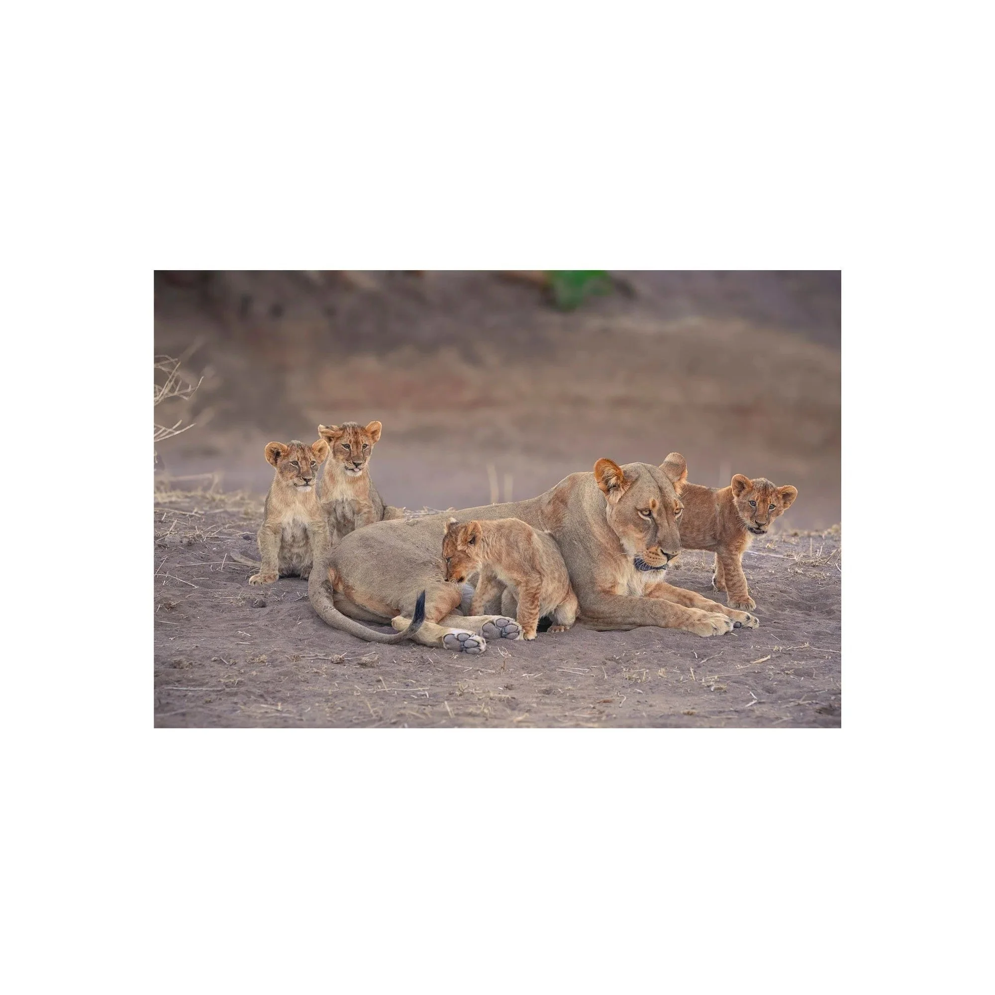 Mother's Watchful Eye by John Wiseman, a signed limited-edition fine art photography print from IRID Gallery