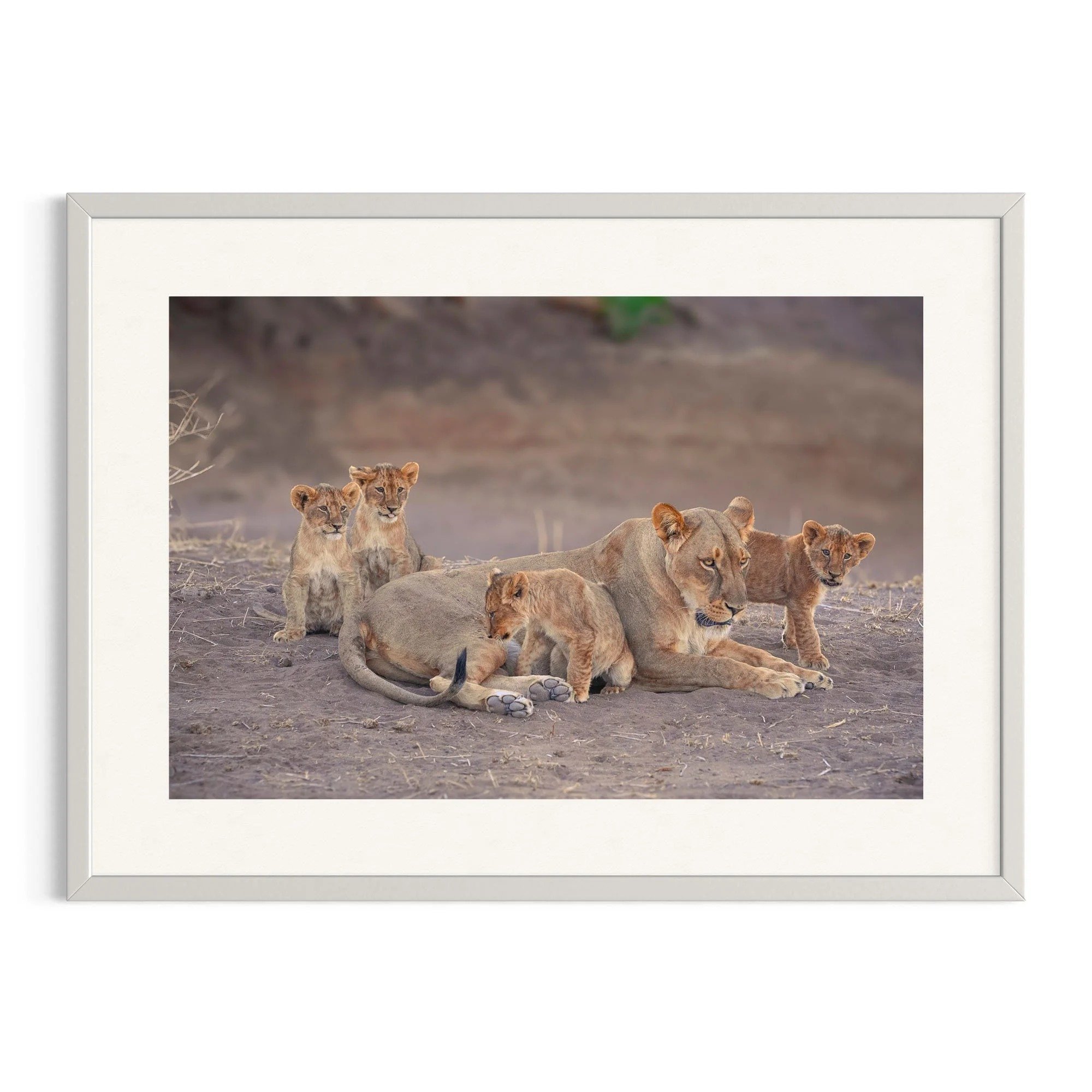 Mother's Watchful Eye by John Wiseman shown in a white frame, a signed limited-edition fine art photography print from IRID Gallery