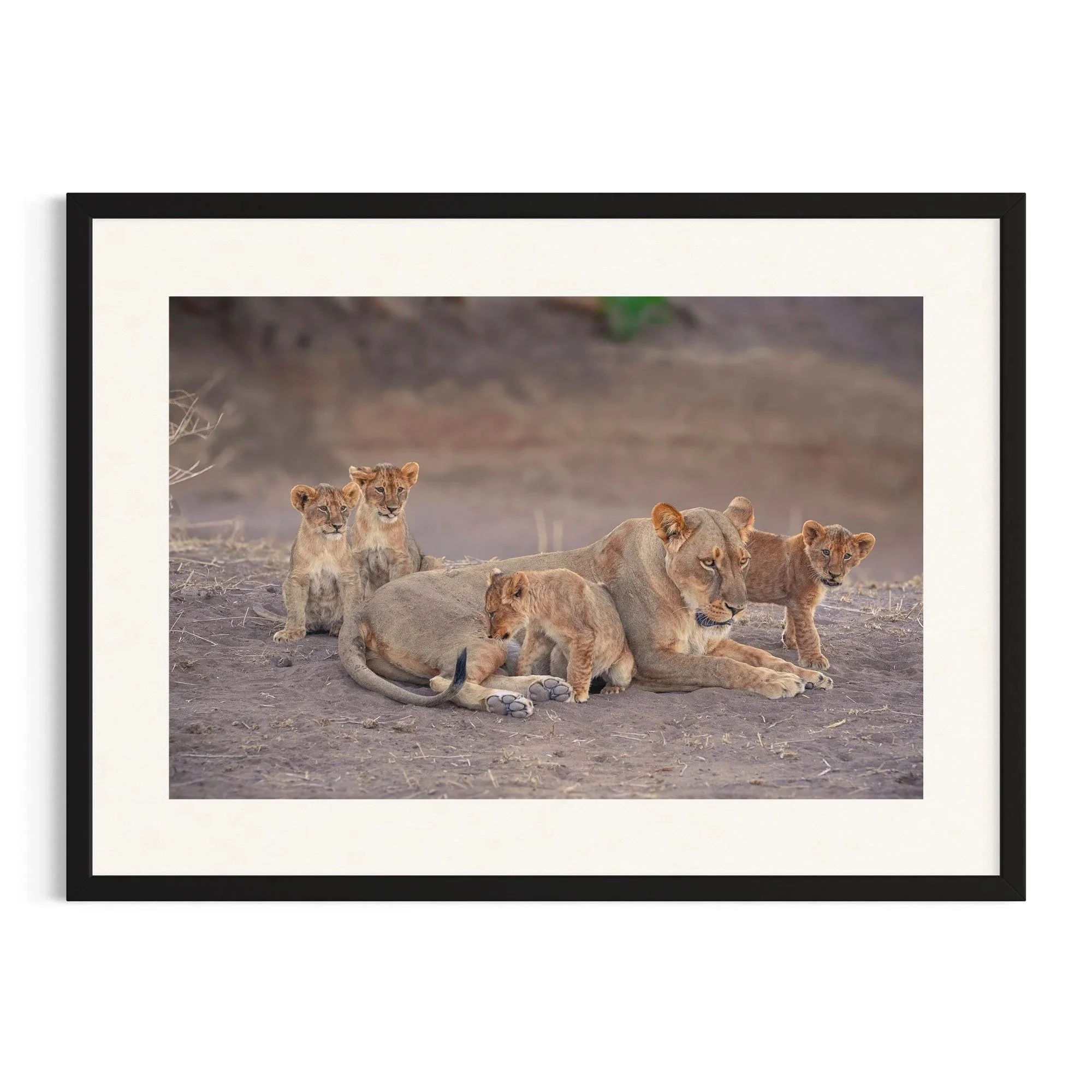 Mother's Watchful Eye by John Wiseman shown in a black frame, a signed limited-edition fine art photography print from IRID Gallery
