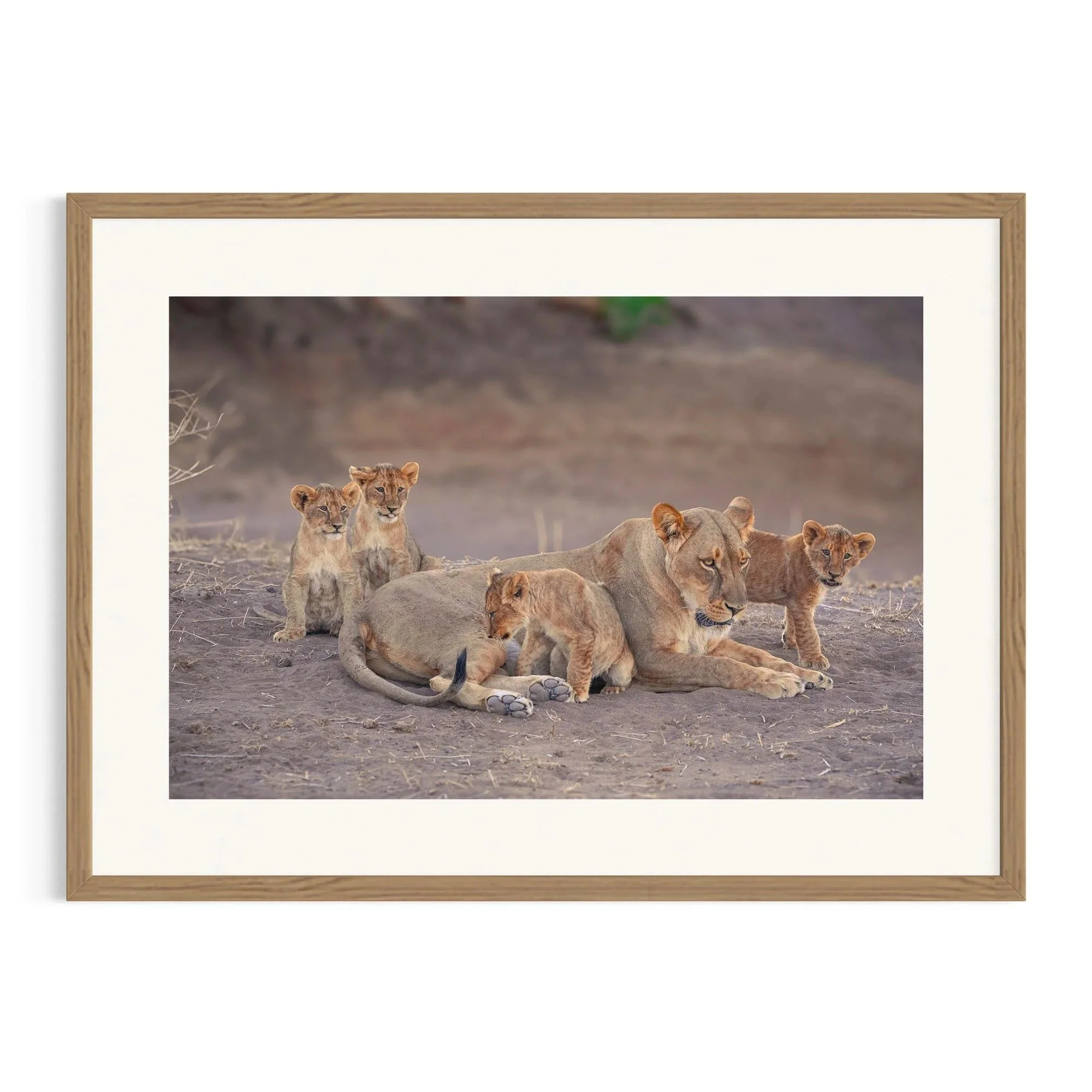 Mother's Watchful Eye by John Wiseman shown in a raw oak frame, a signed limited-edition fine art photography print from IRID Gallery