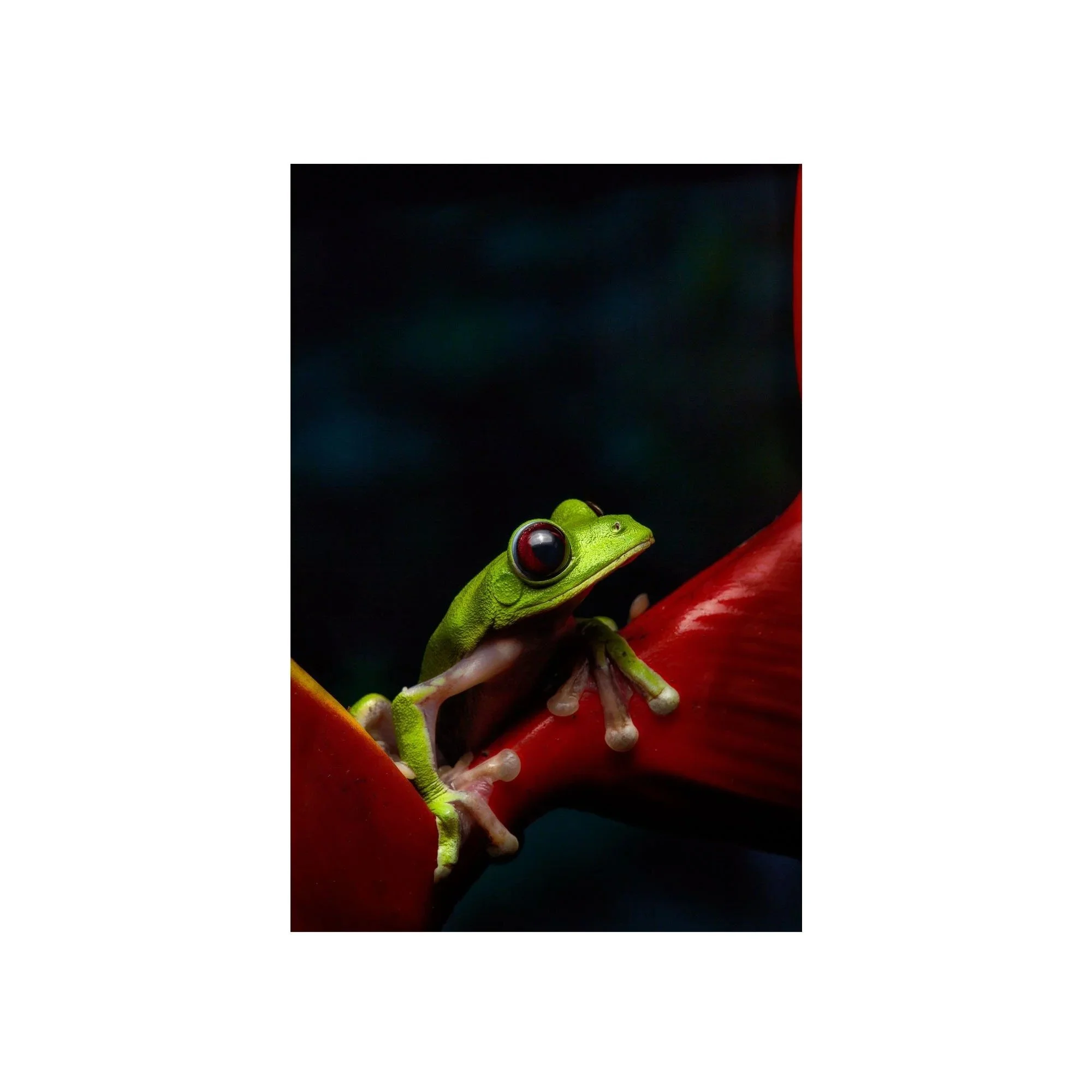 Pensive Perch by John Wiseman, a signed limited-edition fine art photography print from IRID Gallery