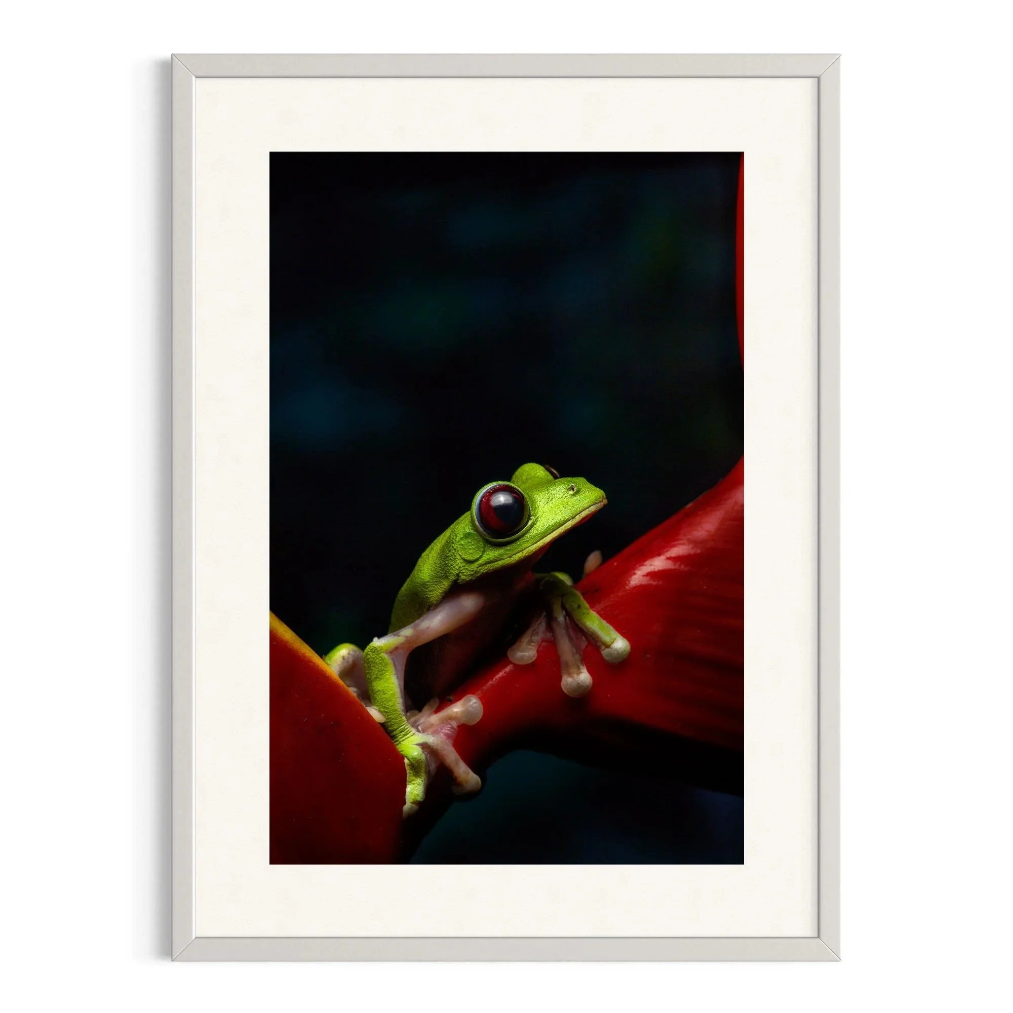 Pensive Perch by John Wiseman shown in a white frame, a signed limited-edition fine art photography print from IRID Gallery