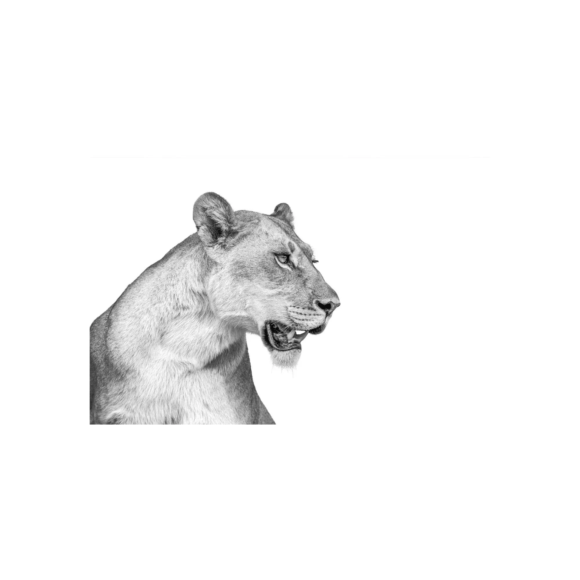 Regal Focus by John Wiseman, a signed limited-edition fine art photography print from IRID Gallery