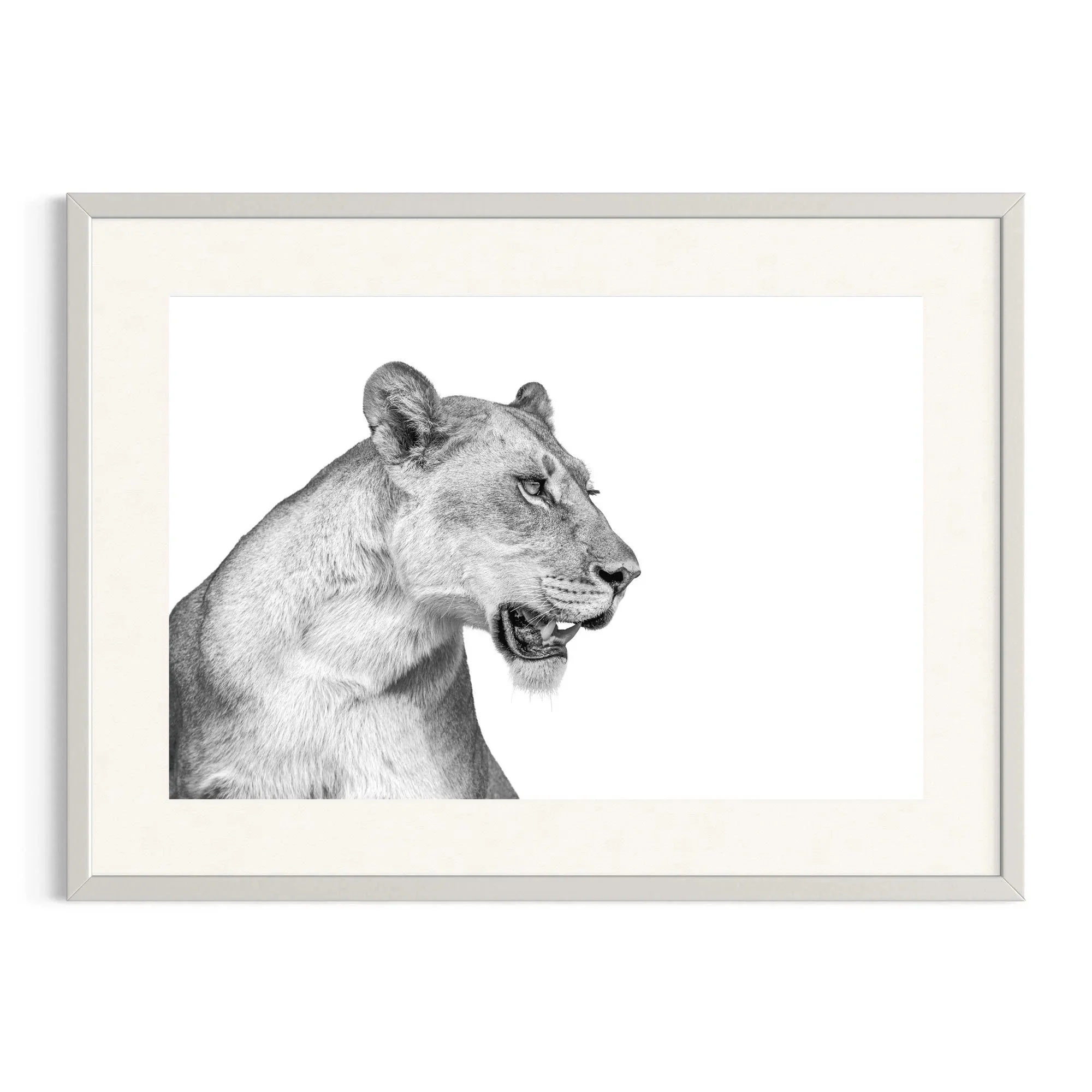 Regal Focus by John Wiseman shown in a white frame, a signed limited-edition fine art photography print from IRID Gallery