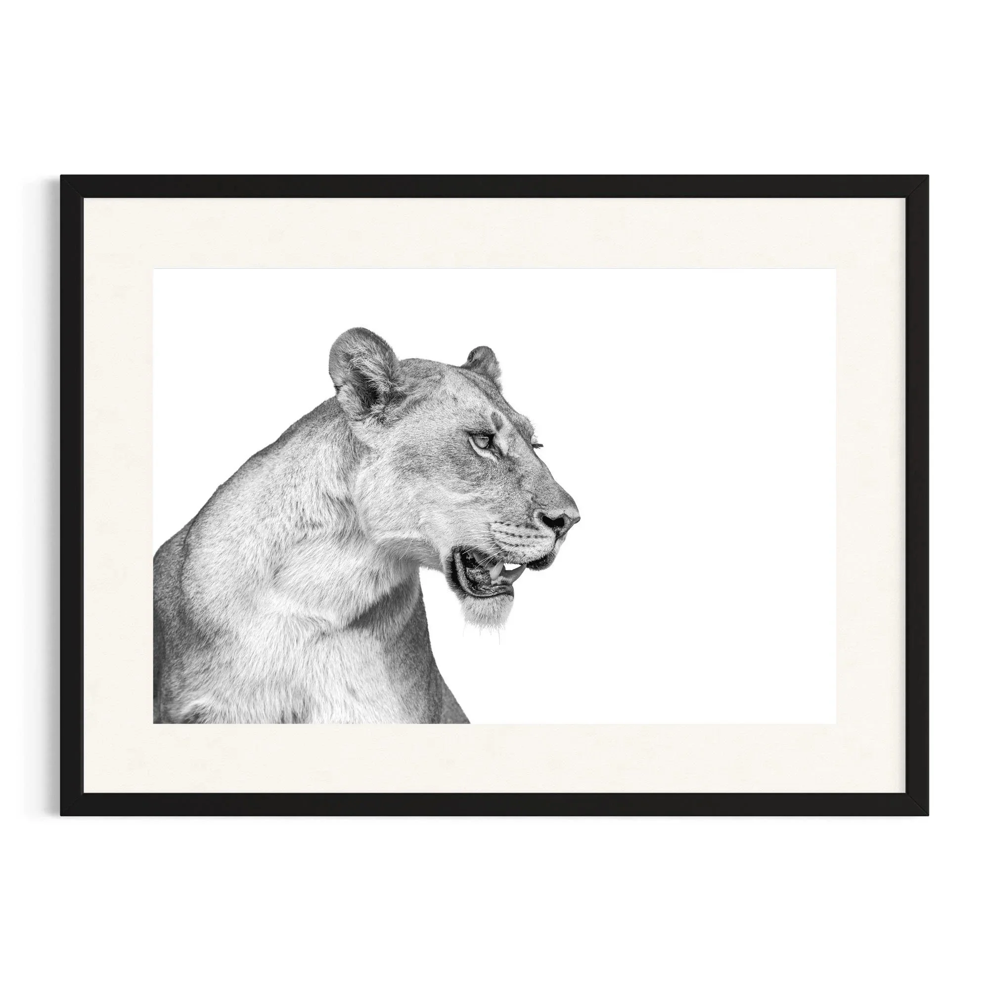 Regal Focus by John Wiseman shown in a black frame, a signed limited-edition fine art photography print from IRID Gallery