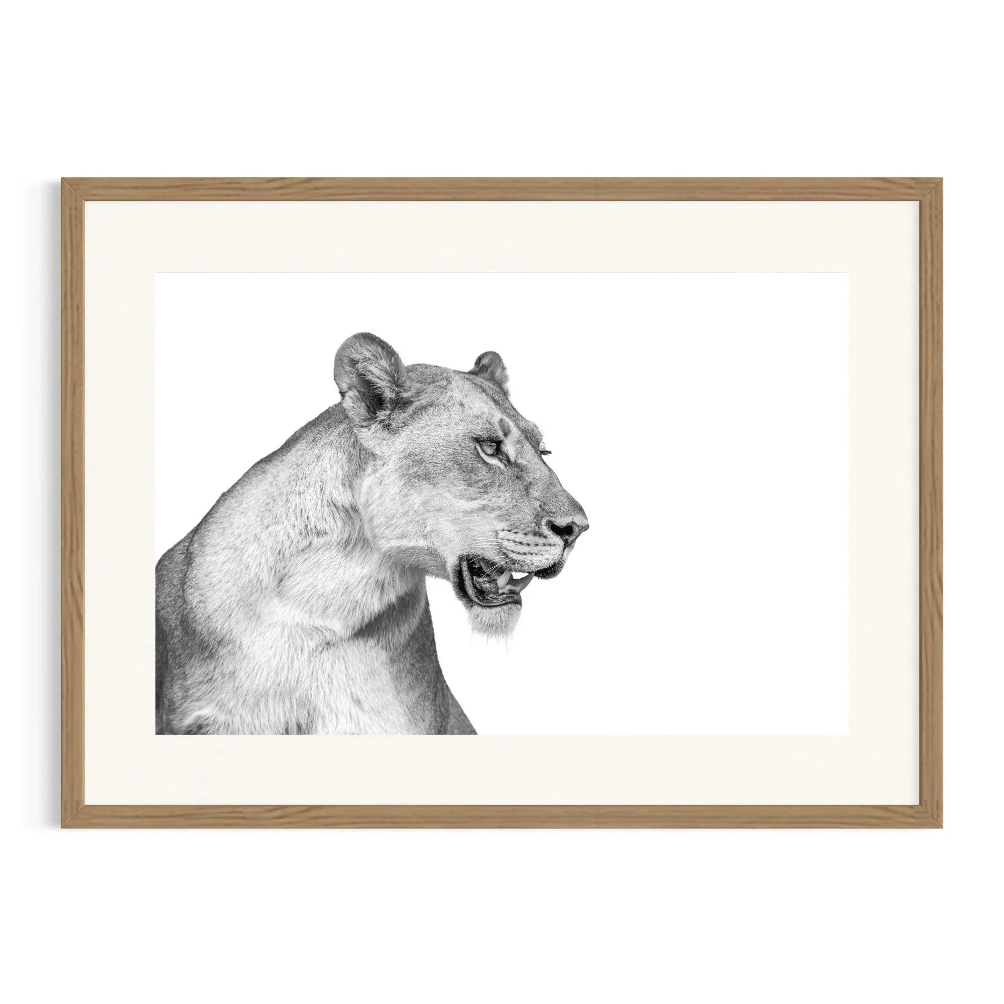 Regal Focus by John Wiseman shown in a raw oak frame, a signed limited-edition fine art photography print from IRID Gallery